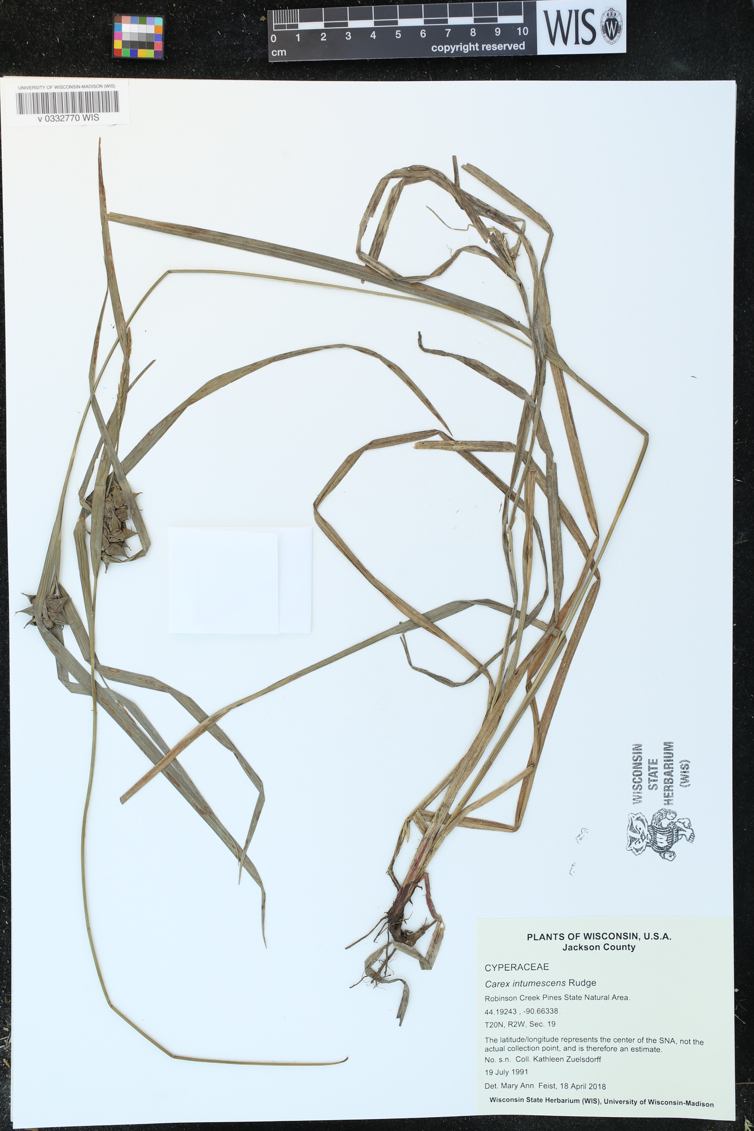 Carex intumescens image