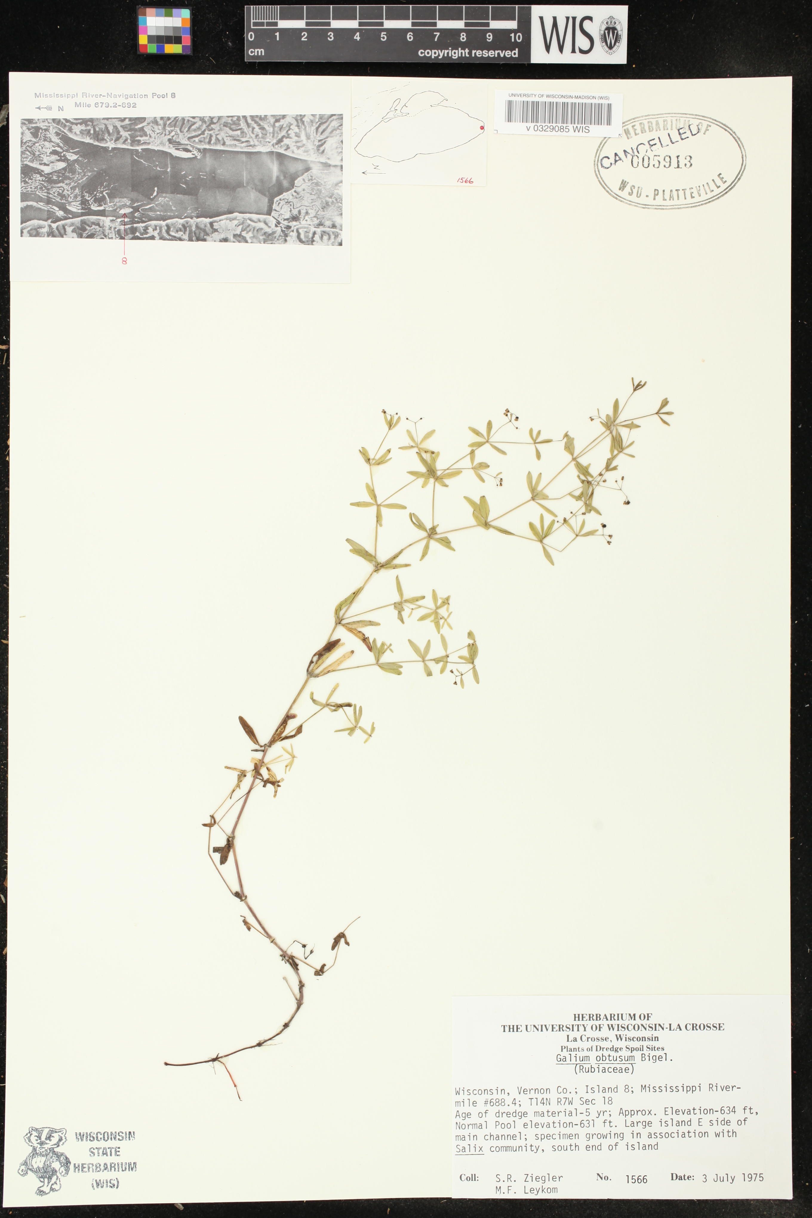 Galium obtusum subsp. obtusum image