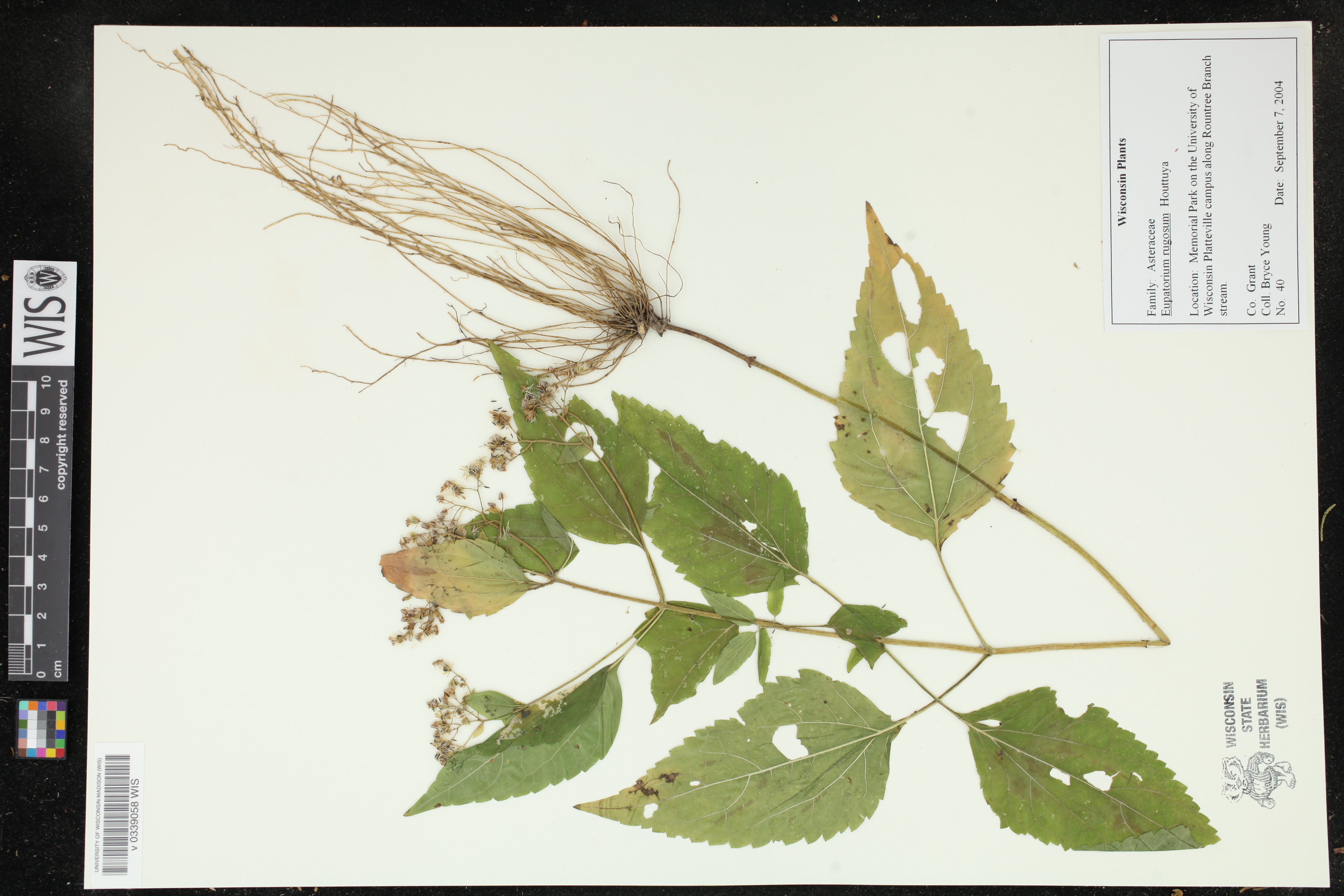 Ageratina altissima subsp. altissima image