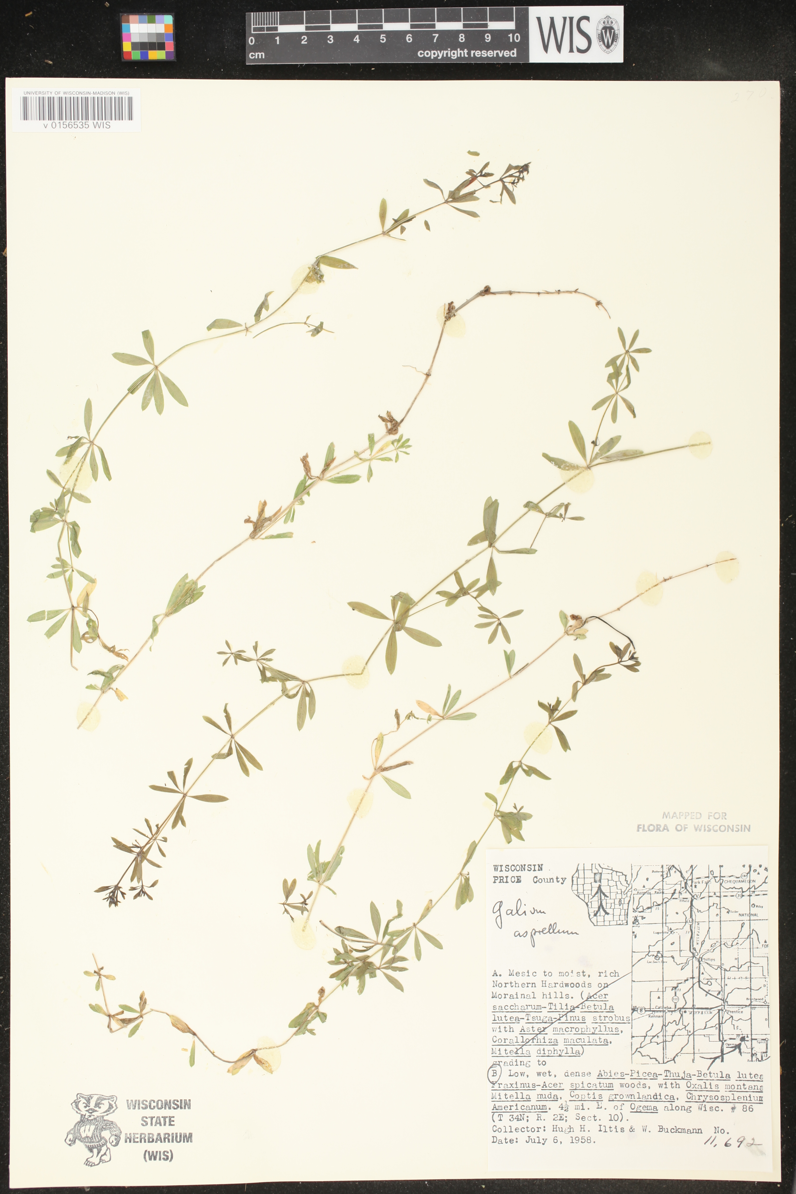 Galium asprellum image