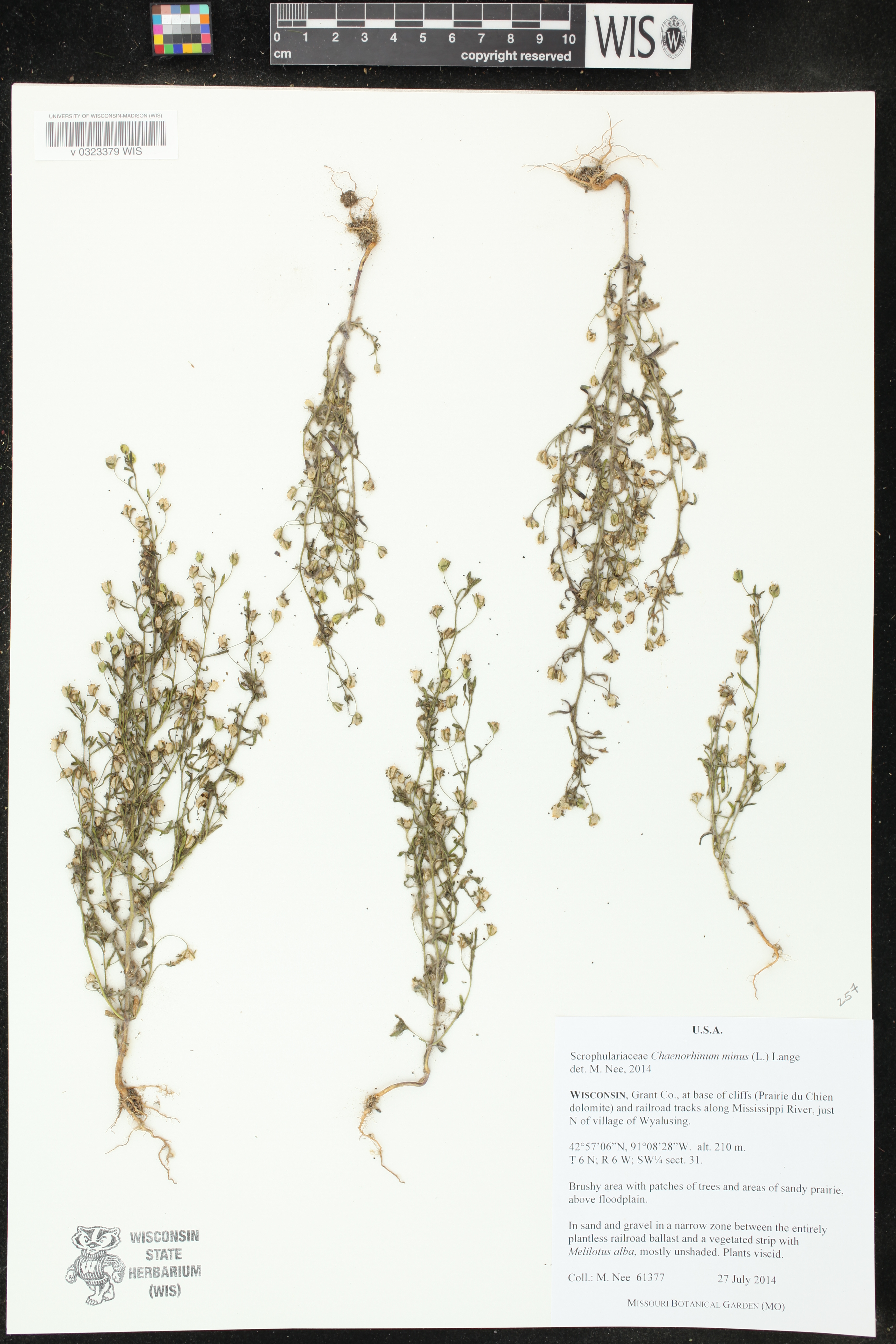 Chaenorhinum minus image