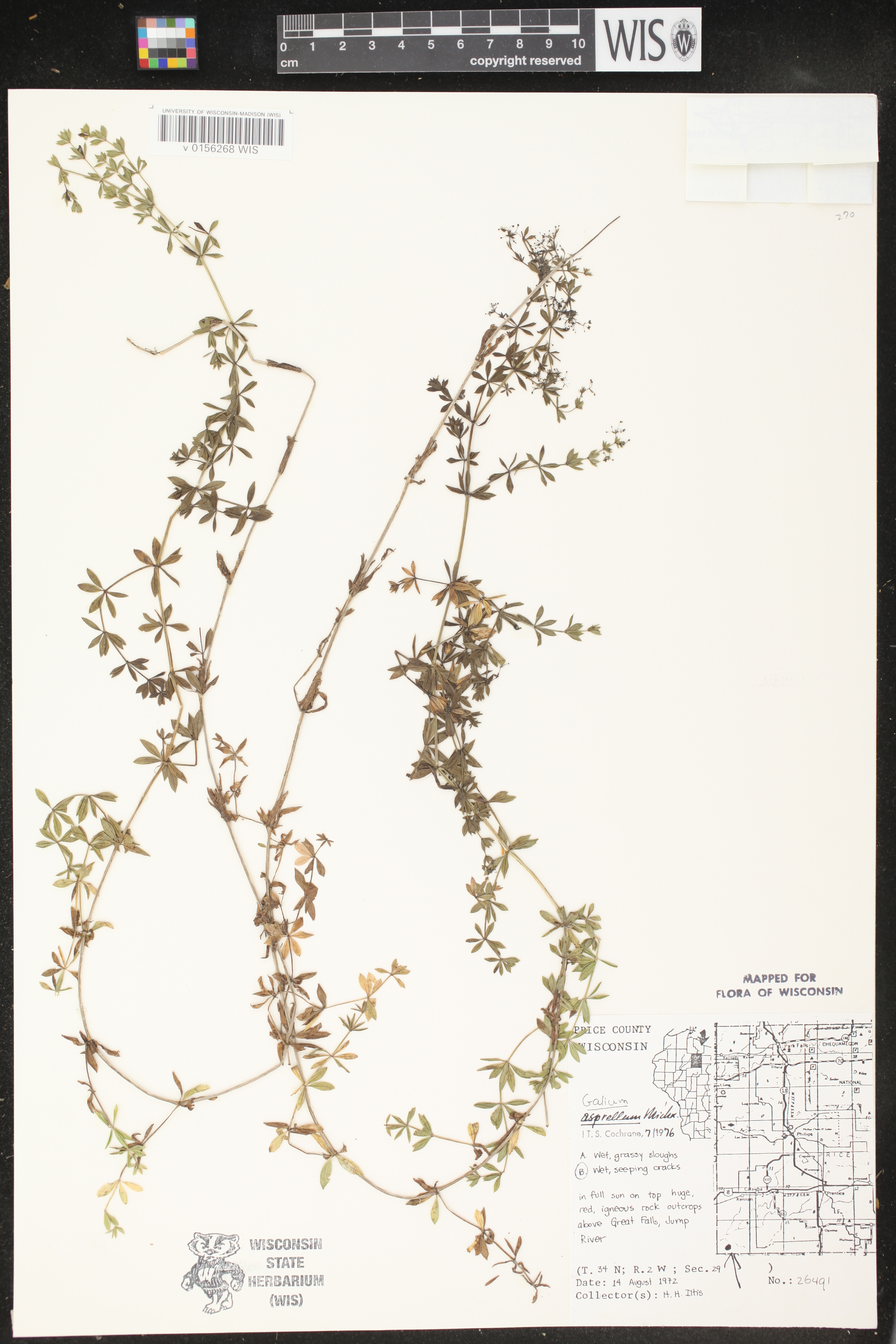 Galium asprellum image