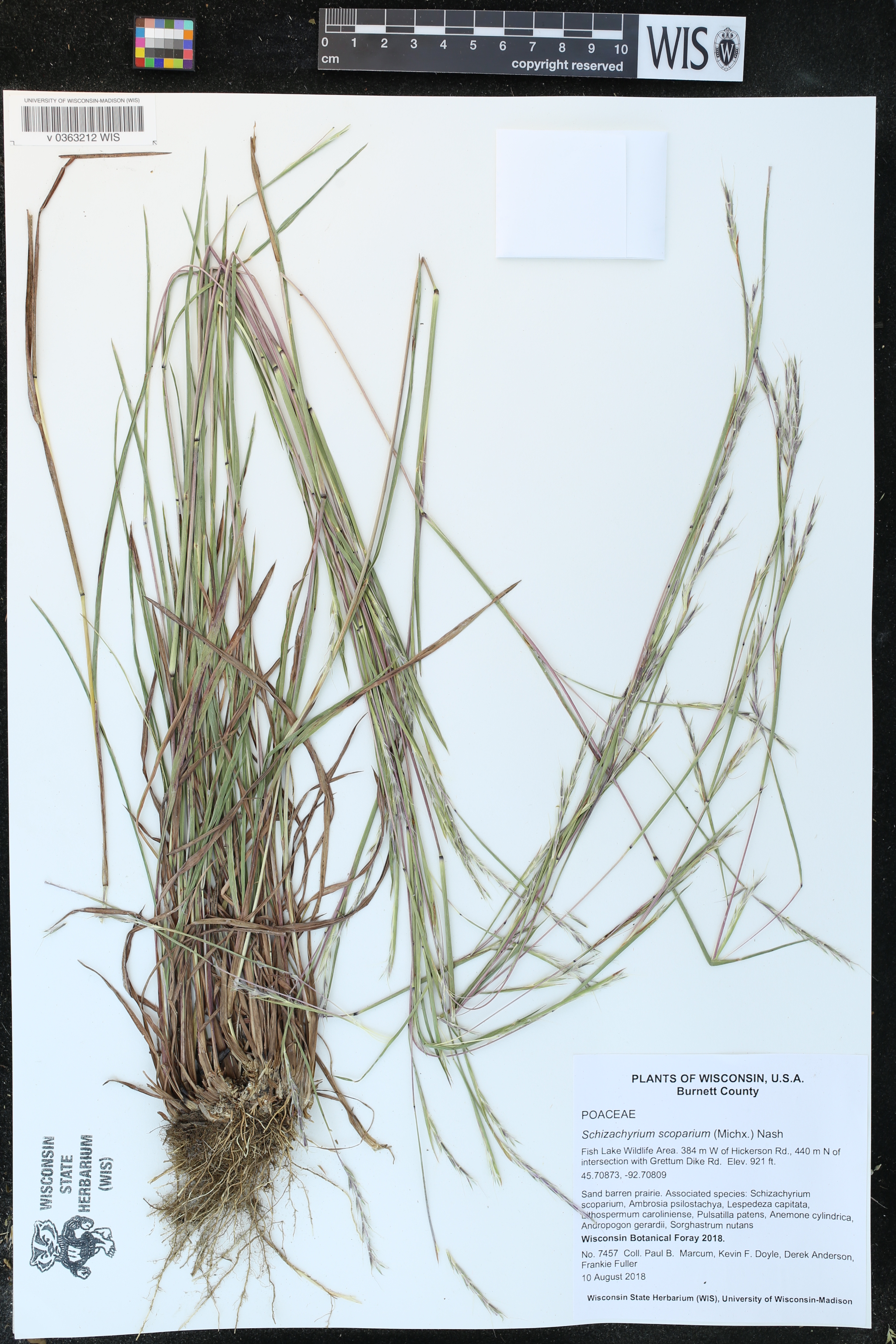 Schizachyrium scoparium image