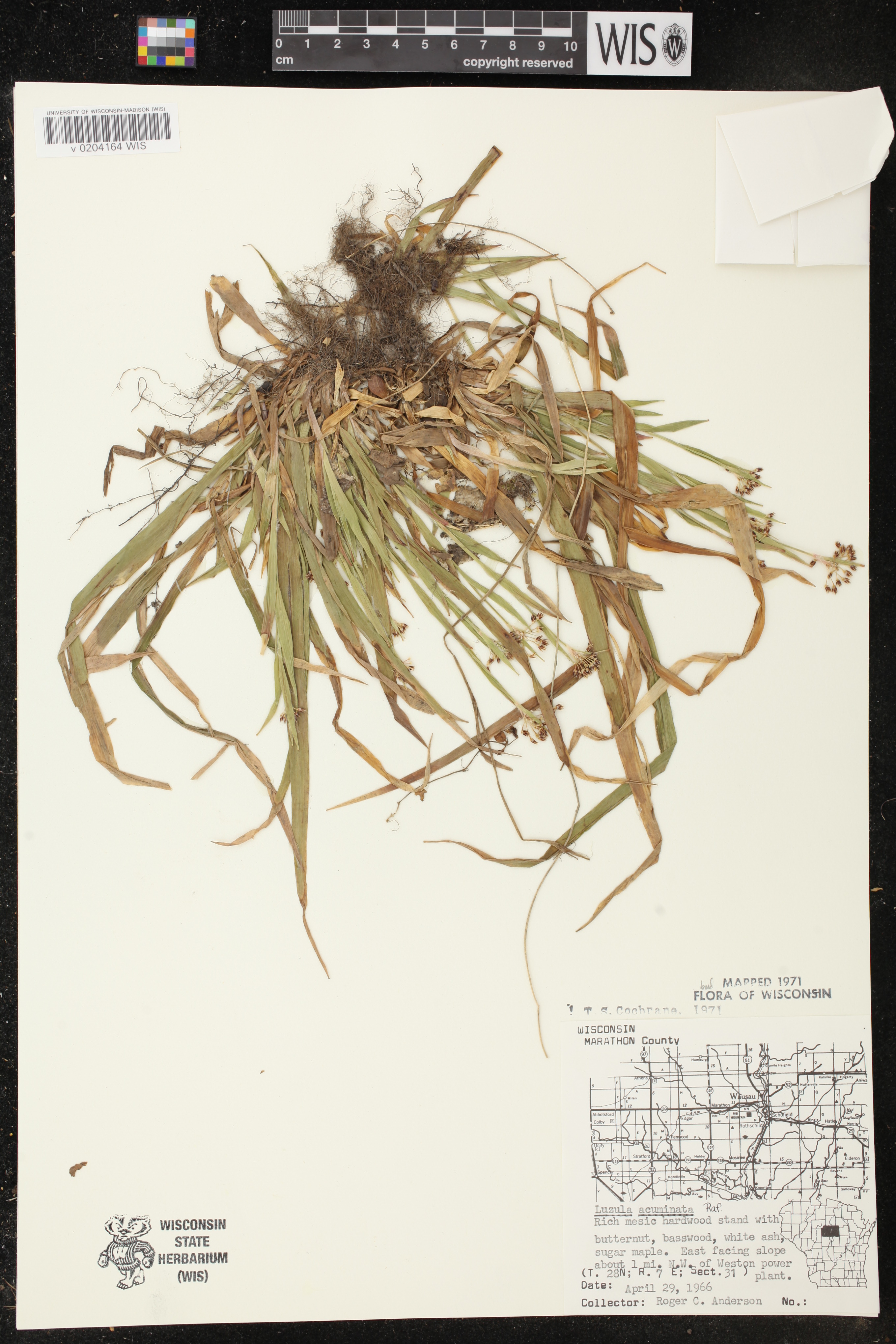 Luzula acuminata image