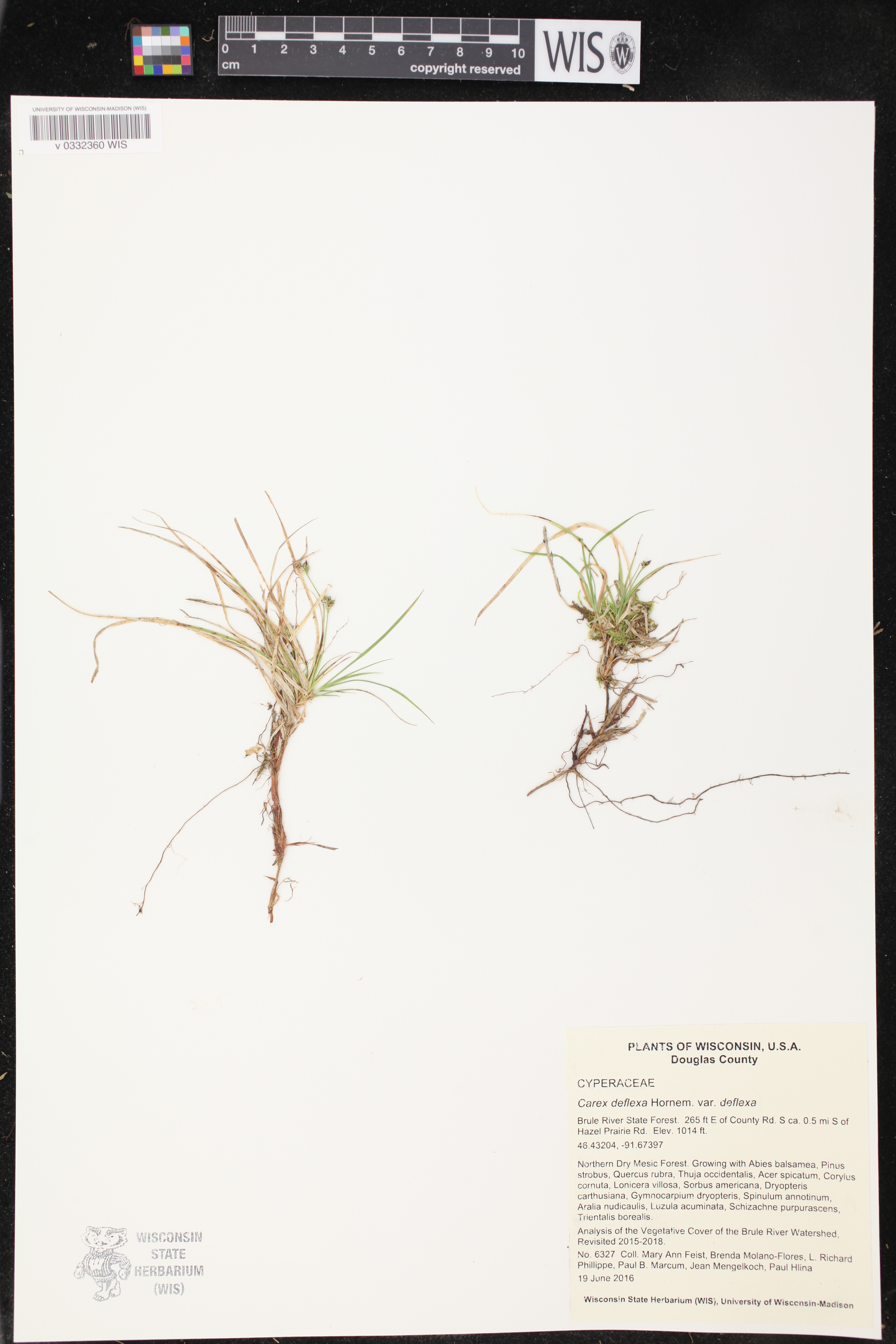 Carex deflexa var. deflexa image