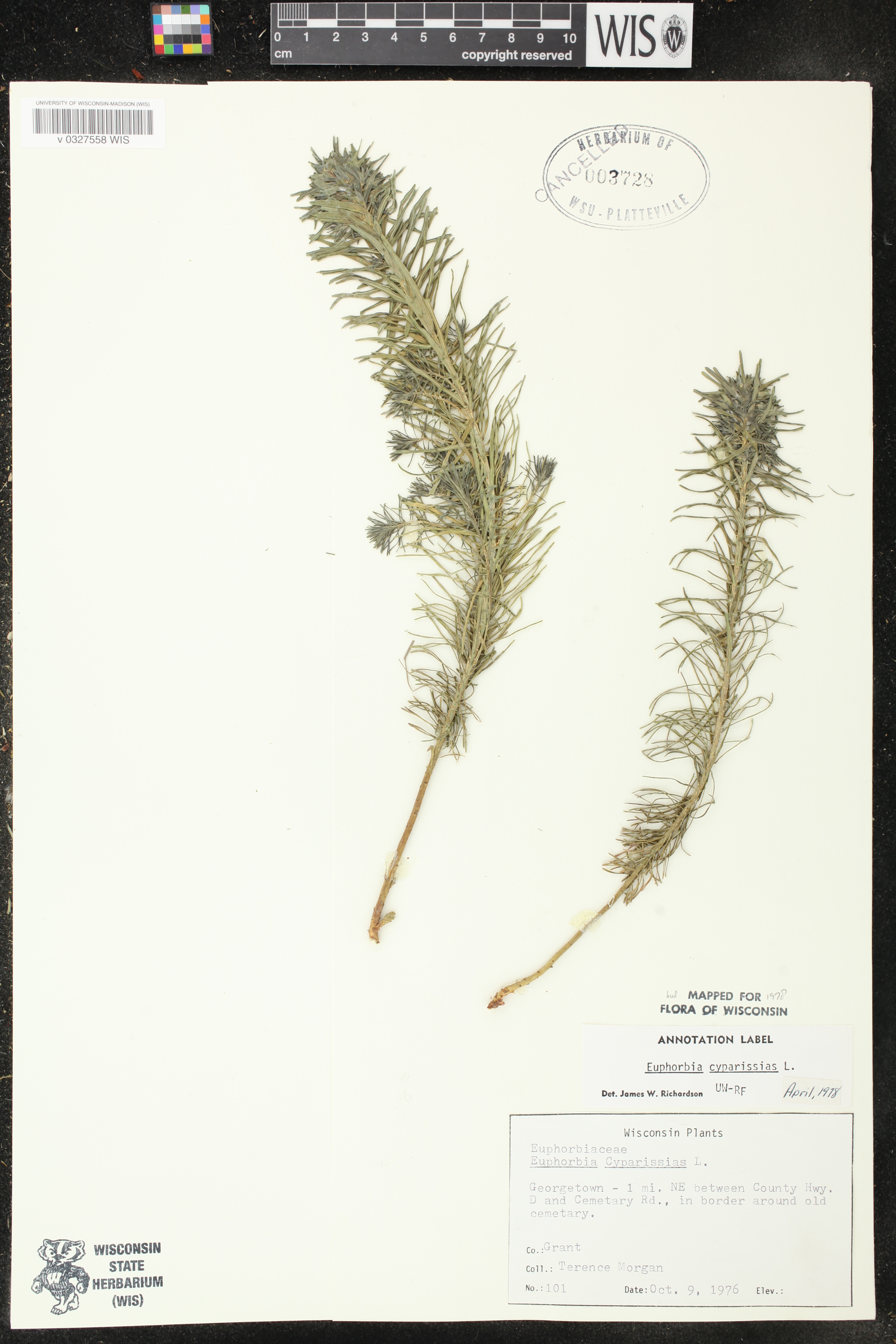 Amphicarpaea bracteata image