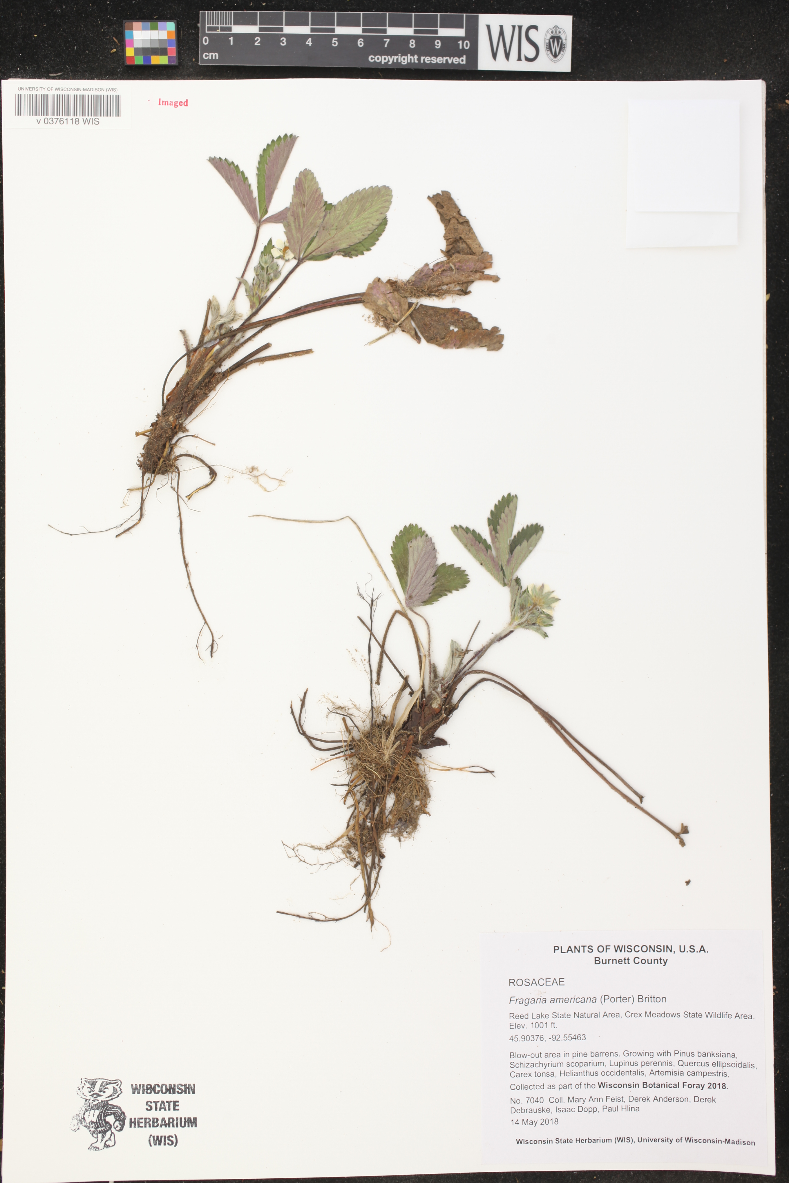 Fragaria virginiana image