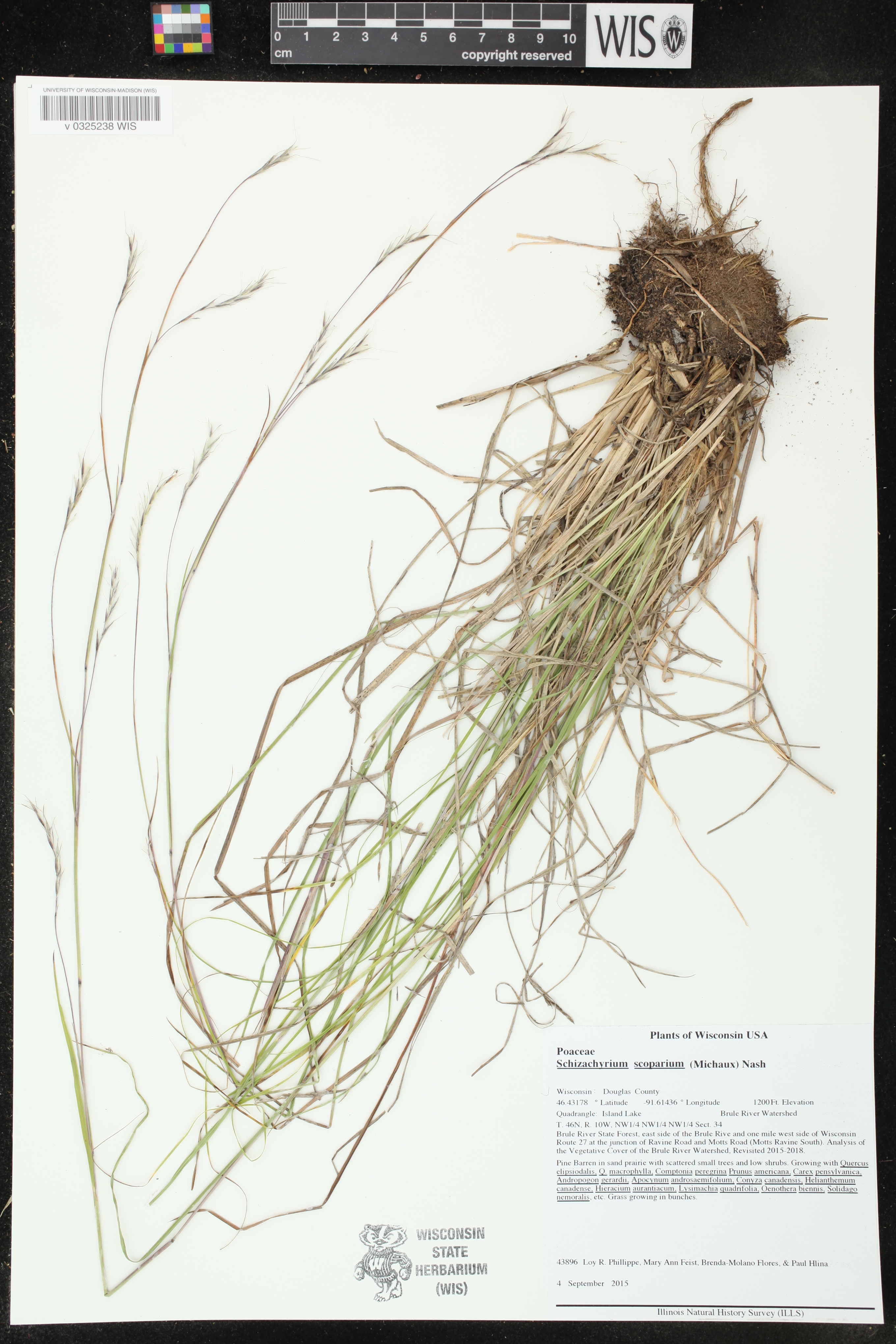 Schizachyrium scoparium image