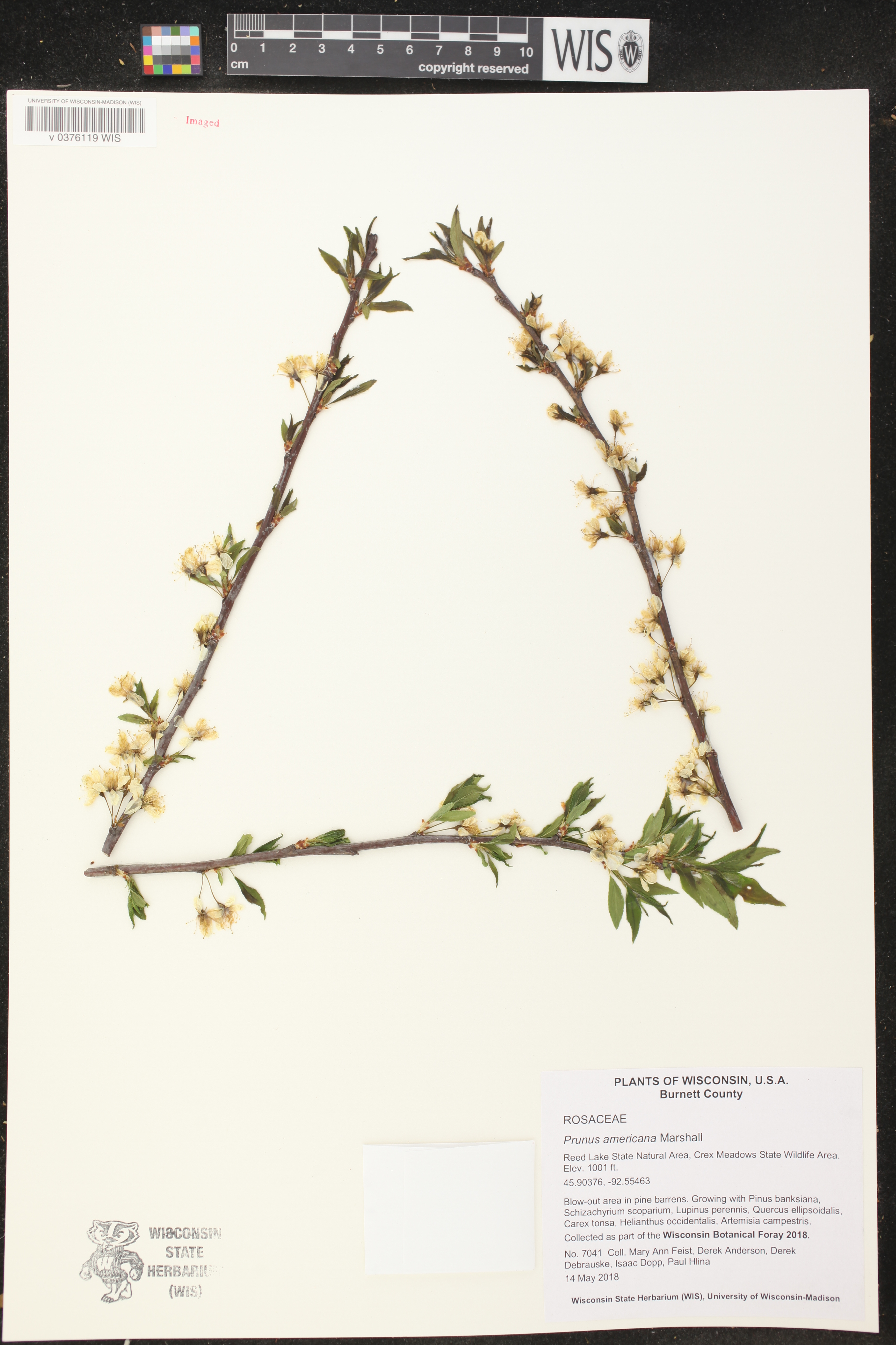 Prunus americana image