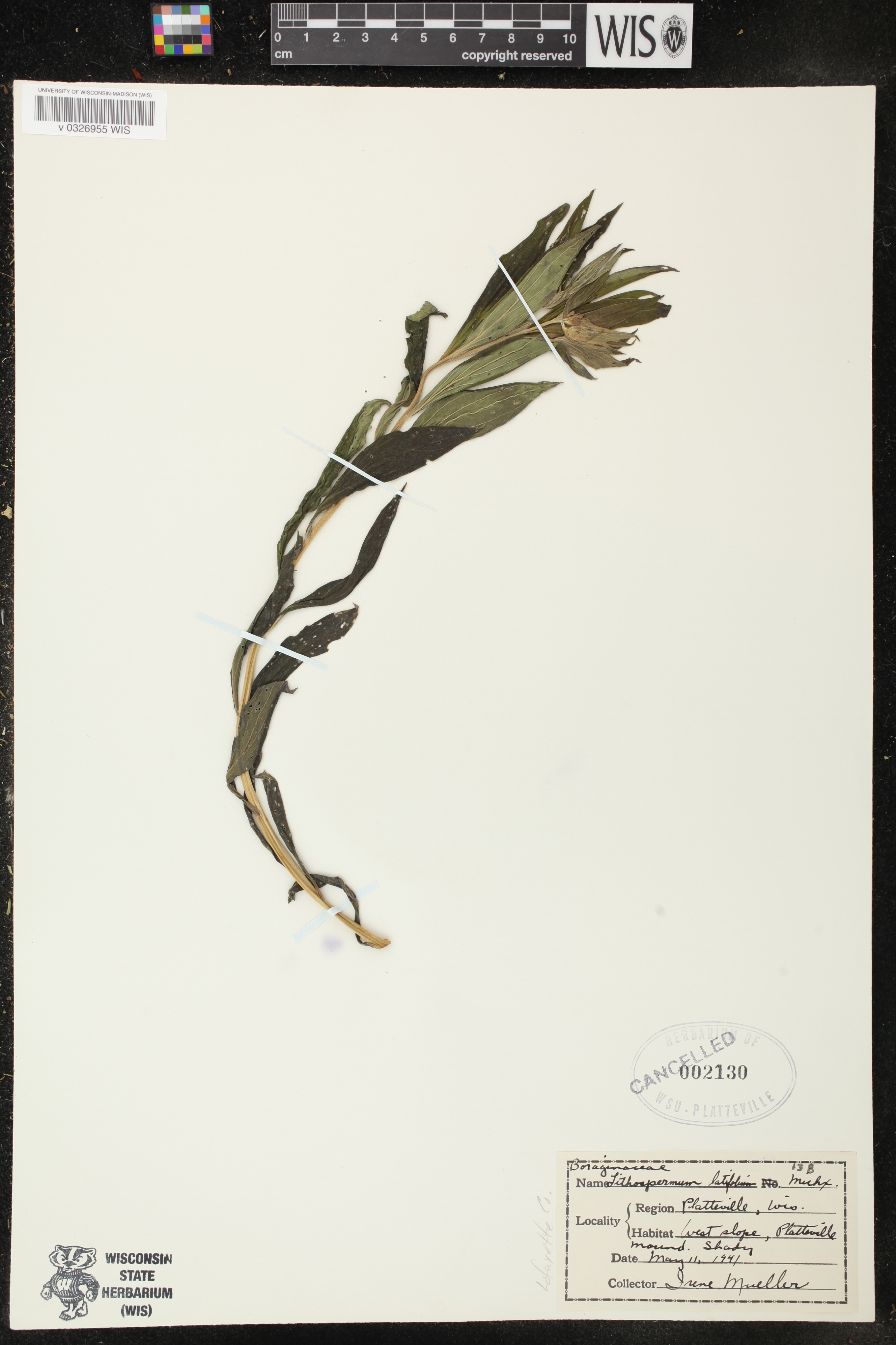 Lithospermum latifolium image