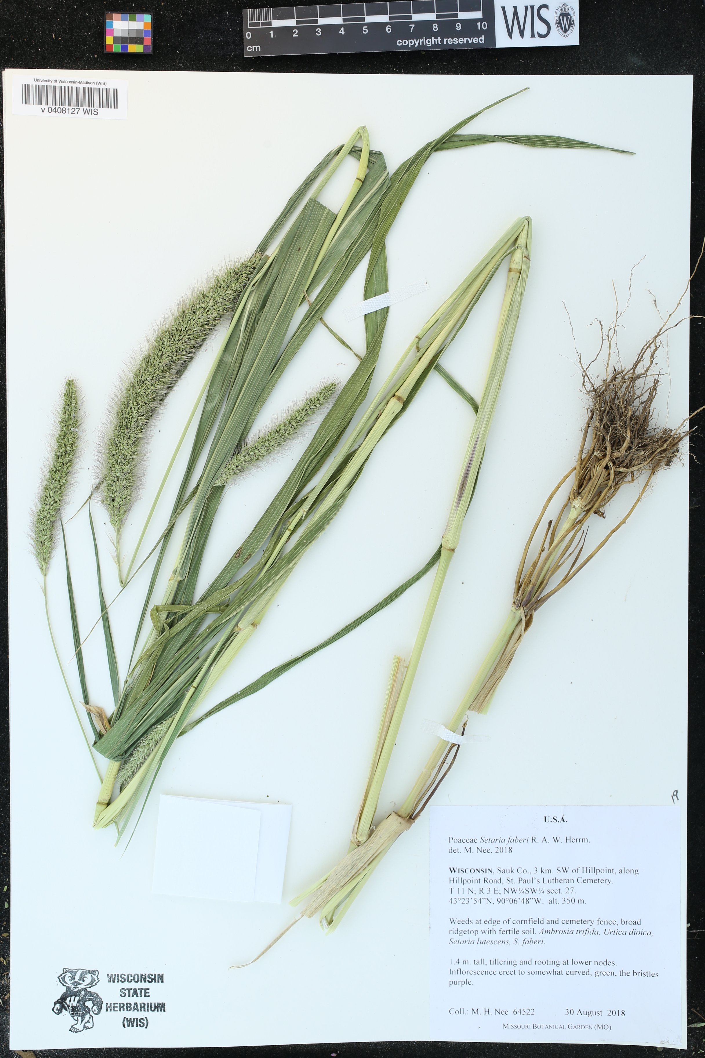 Setaria faberi image