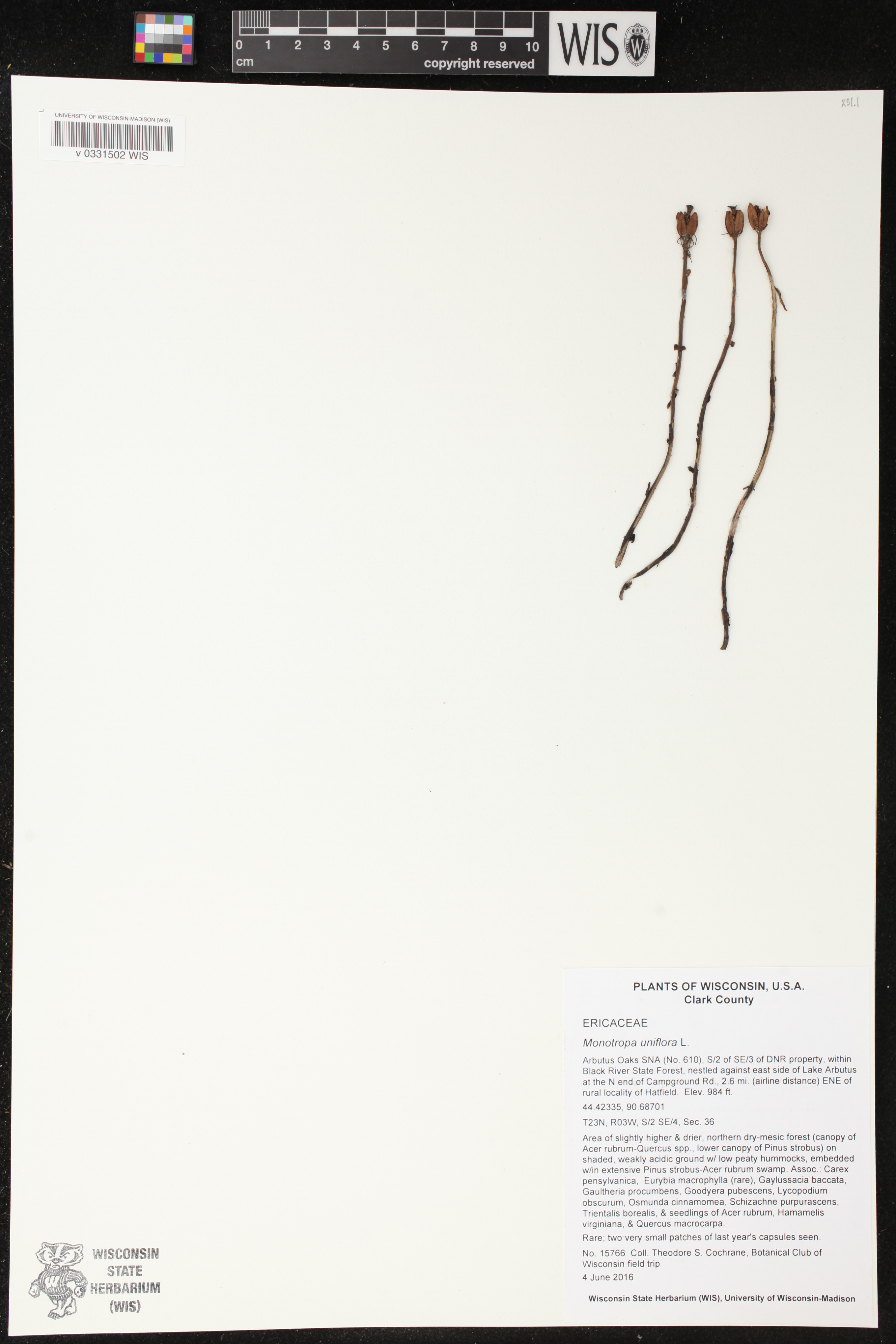 Monotropa uniflora image
