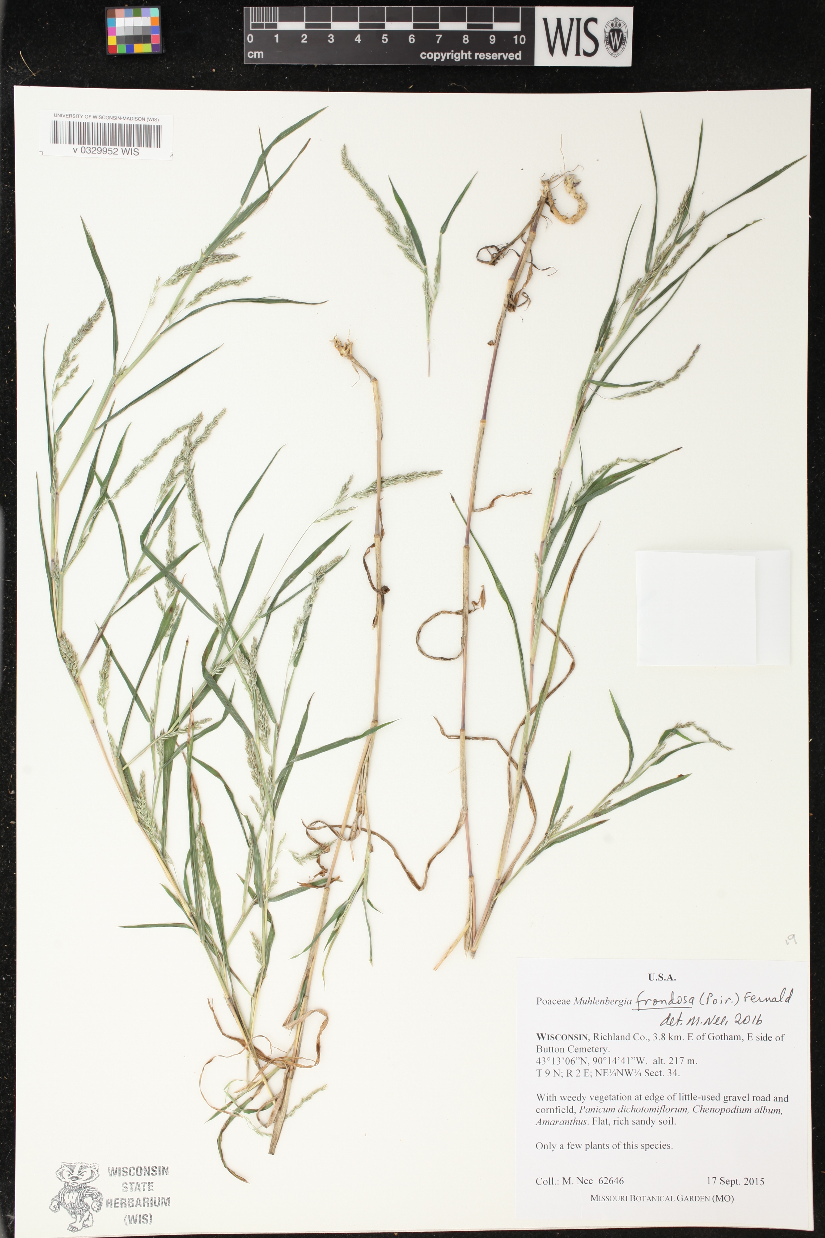 Muhlenbergia frondosa image