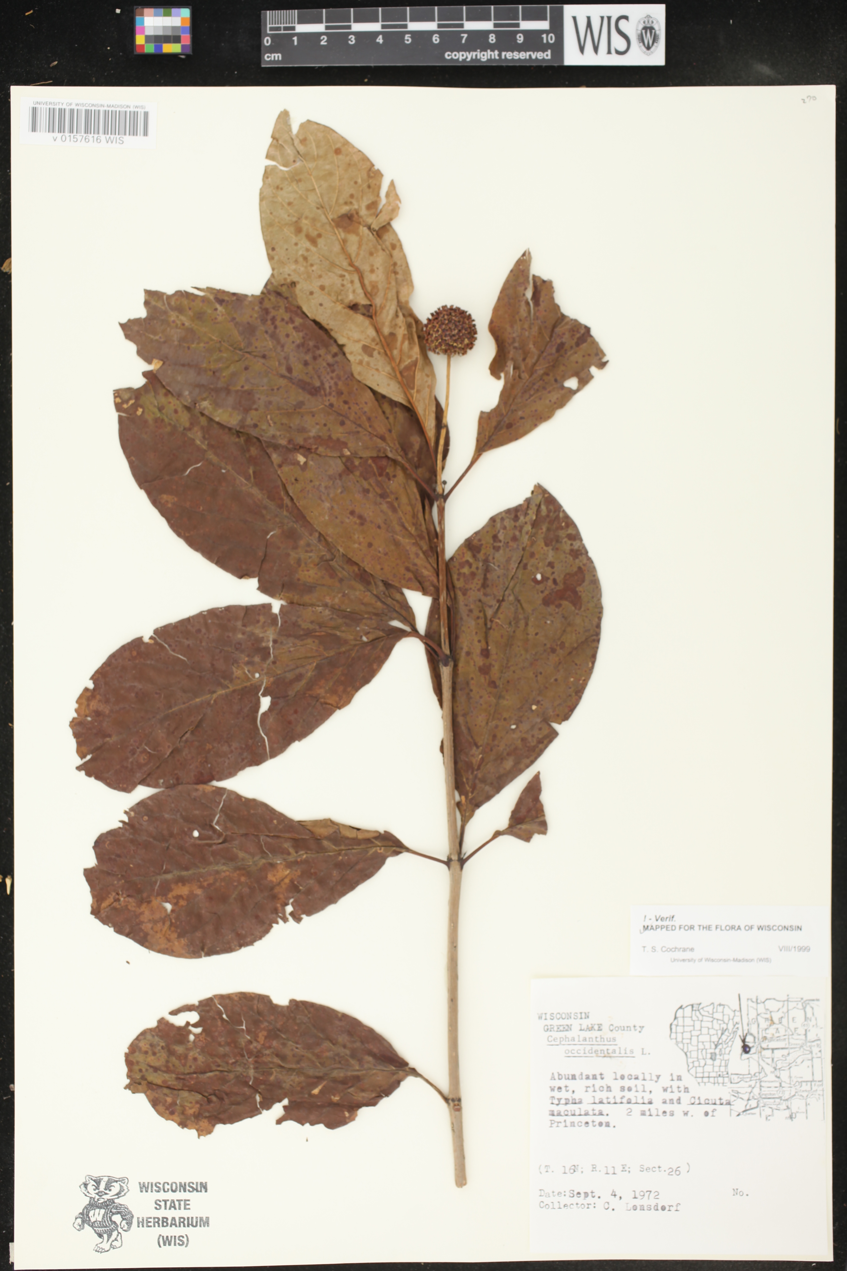 Cephalanthus occidentalis image