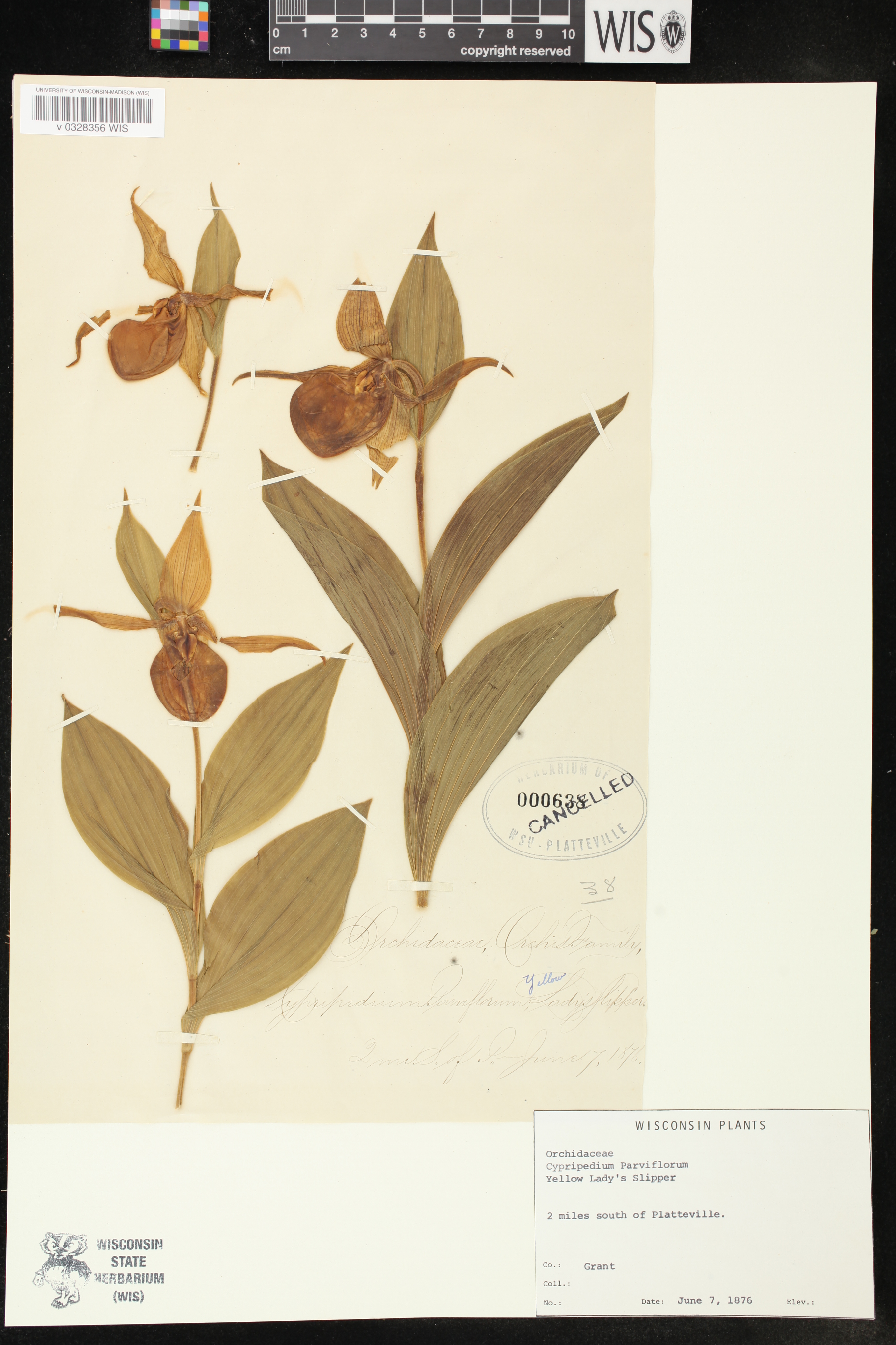 Cypripedium parviflorum image