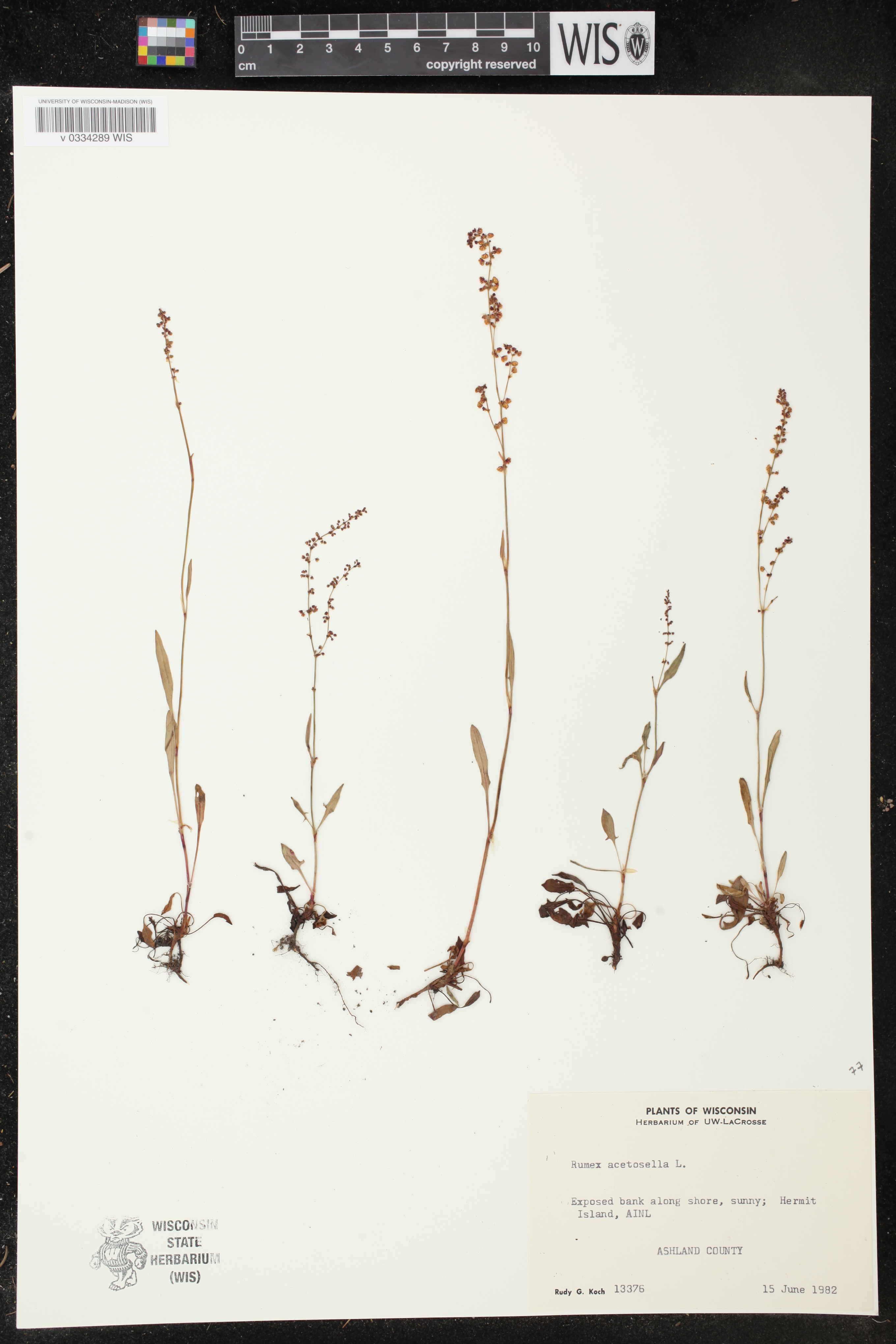 Rumex acetosella image