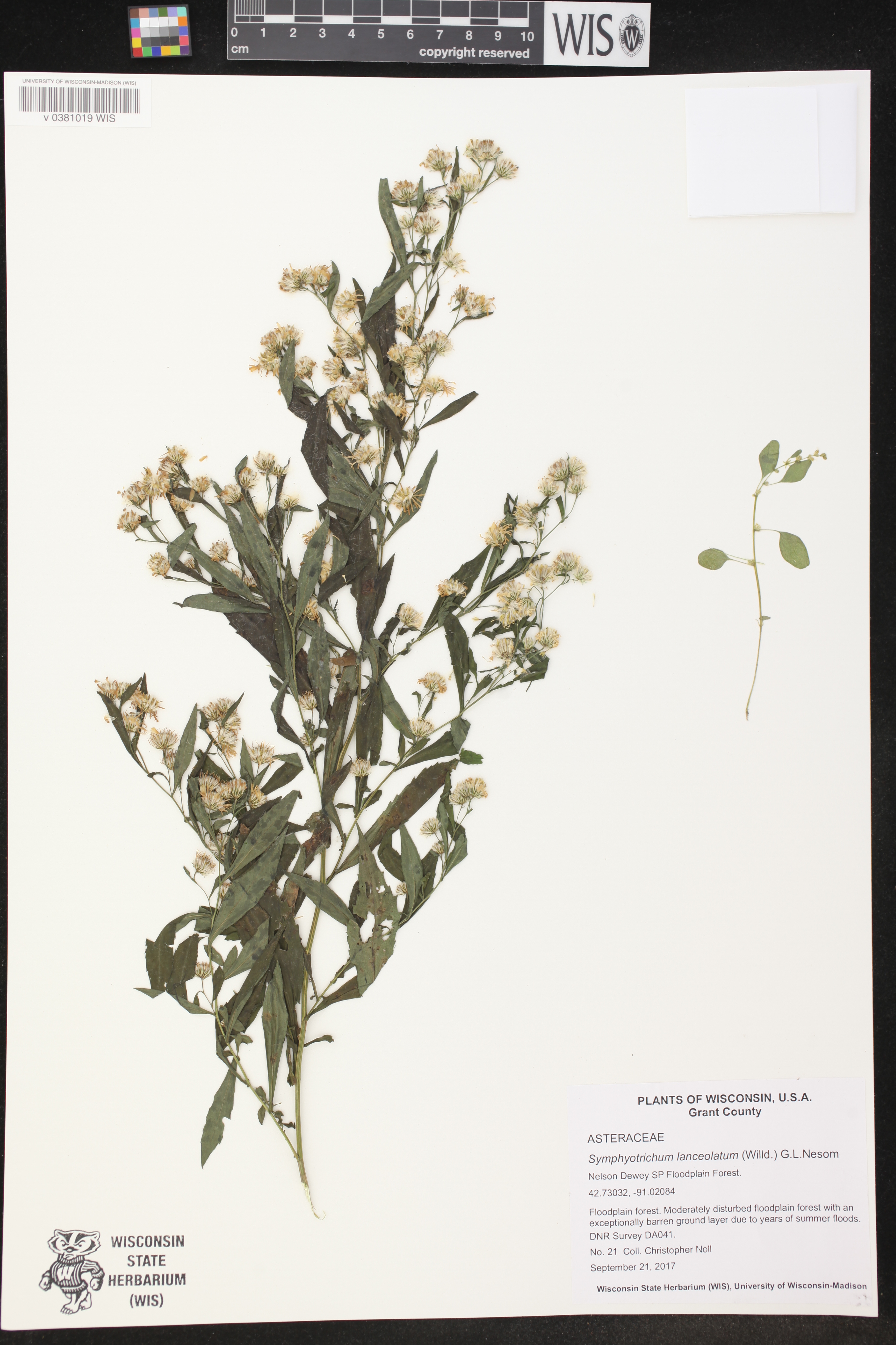 Symphyotrichum lanceolatum image