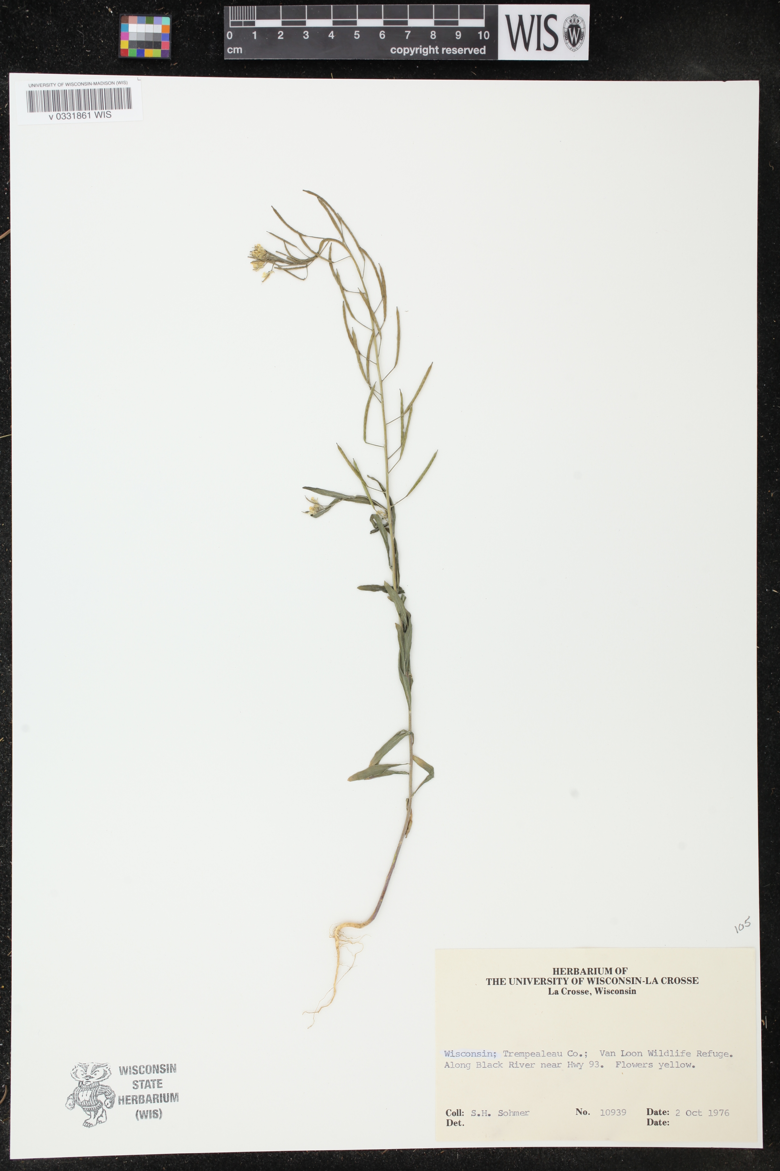Erysimum cheiranthoides image