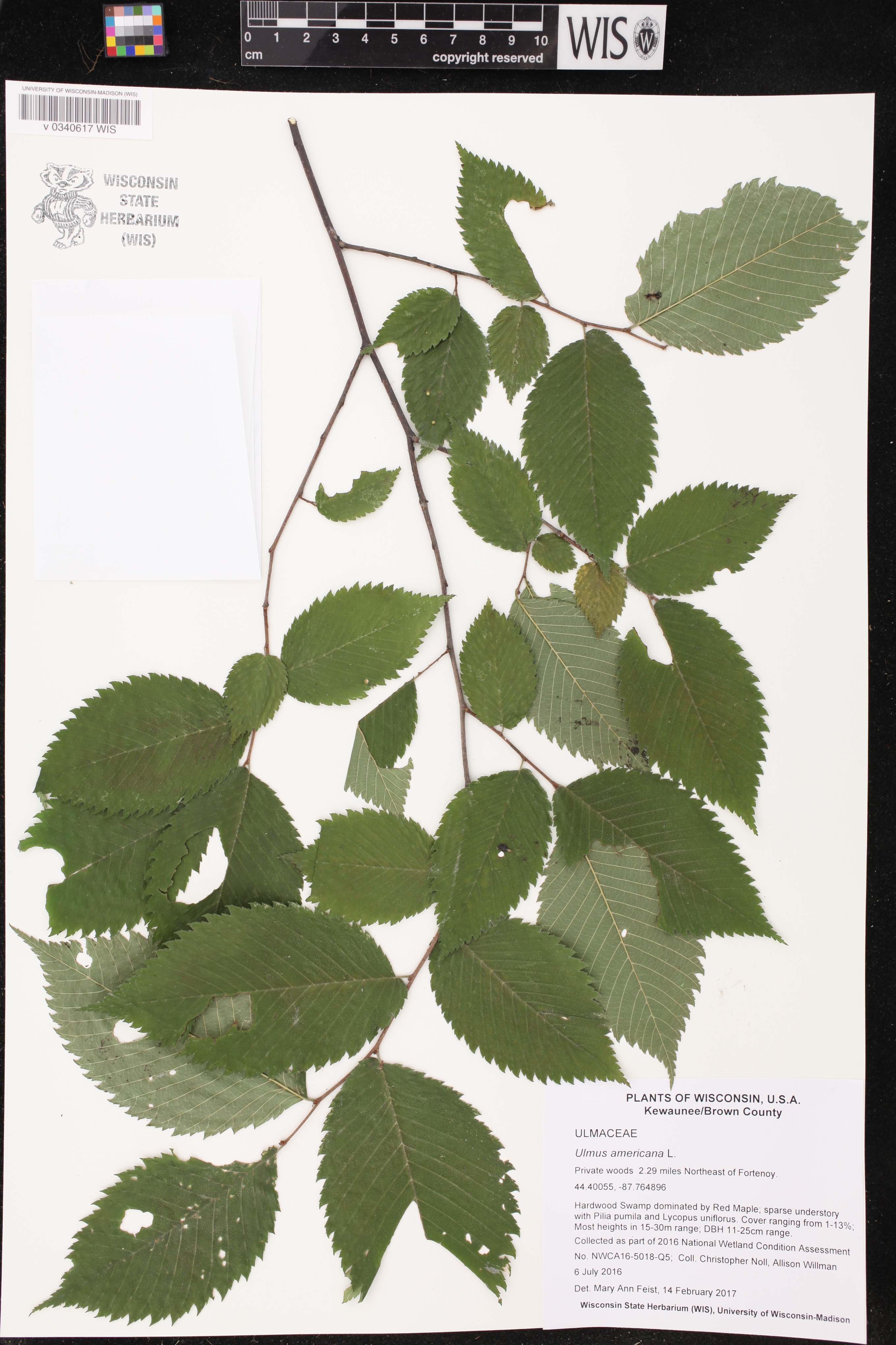 Ulmus americana image