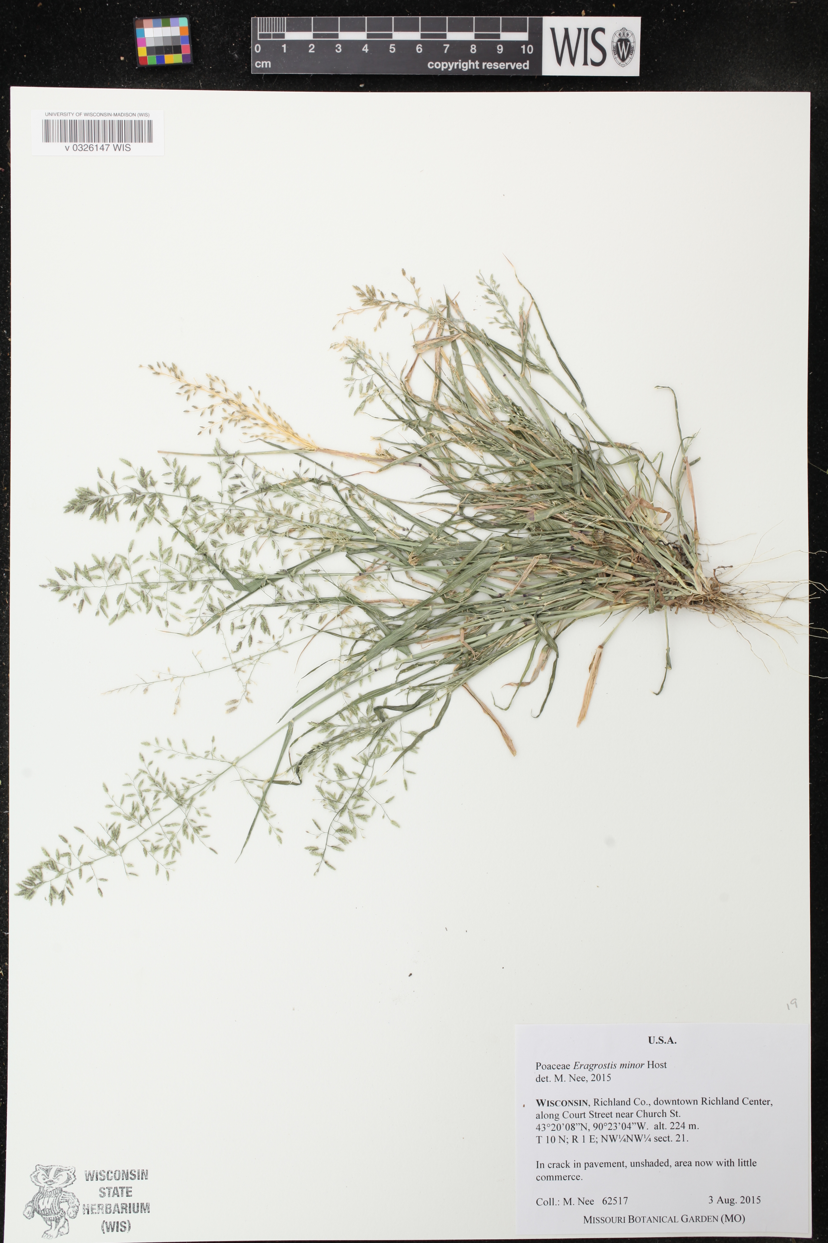 Eragrostis minor image