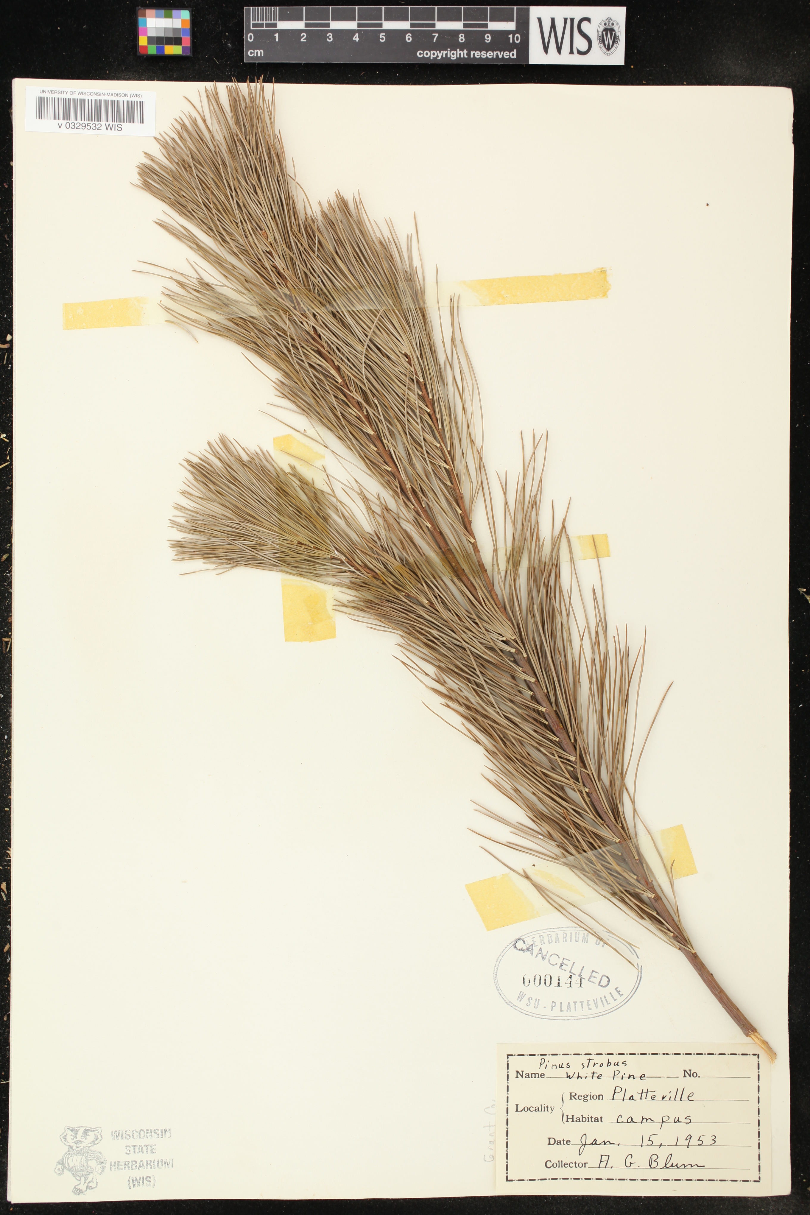 Pinus strobus image