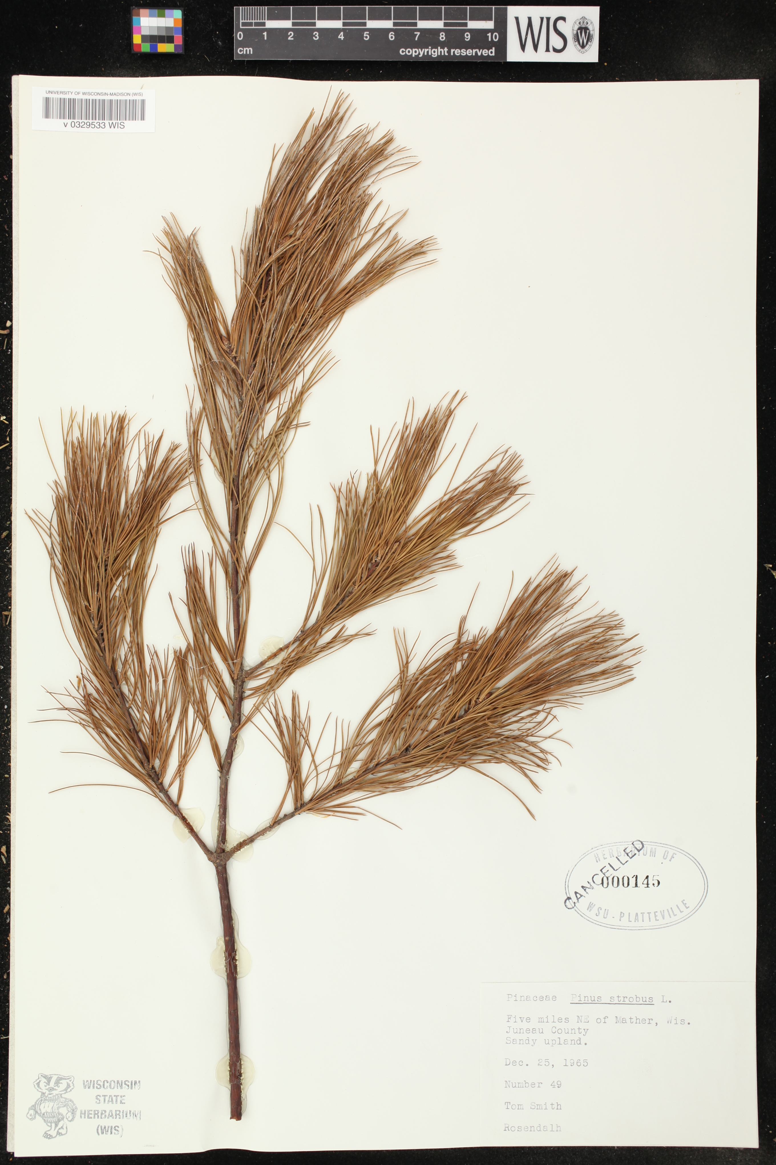 Pinus strobus image