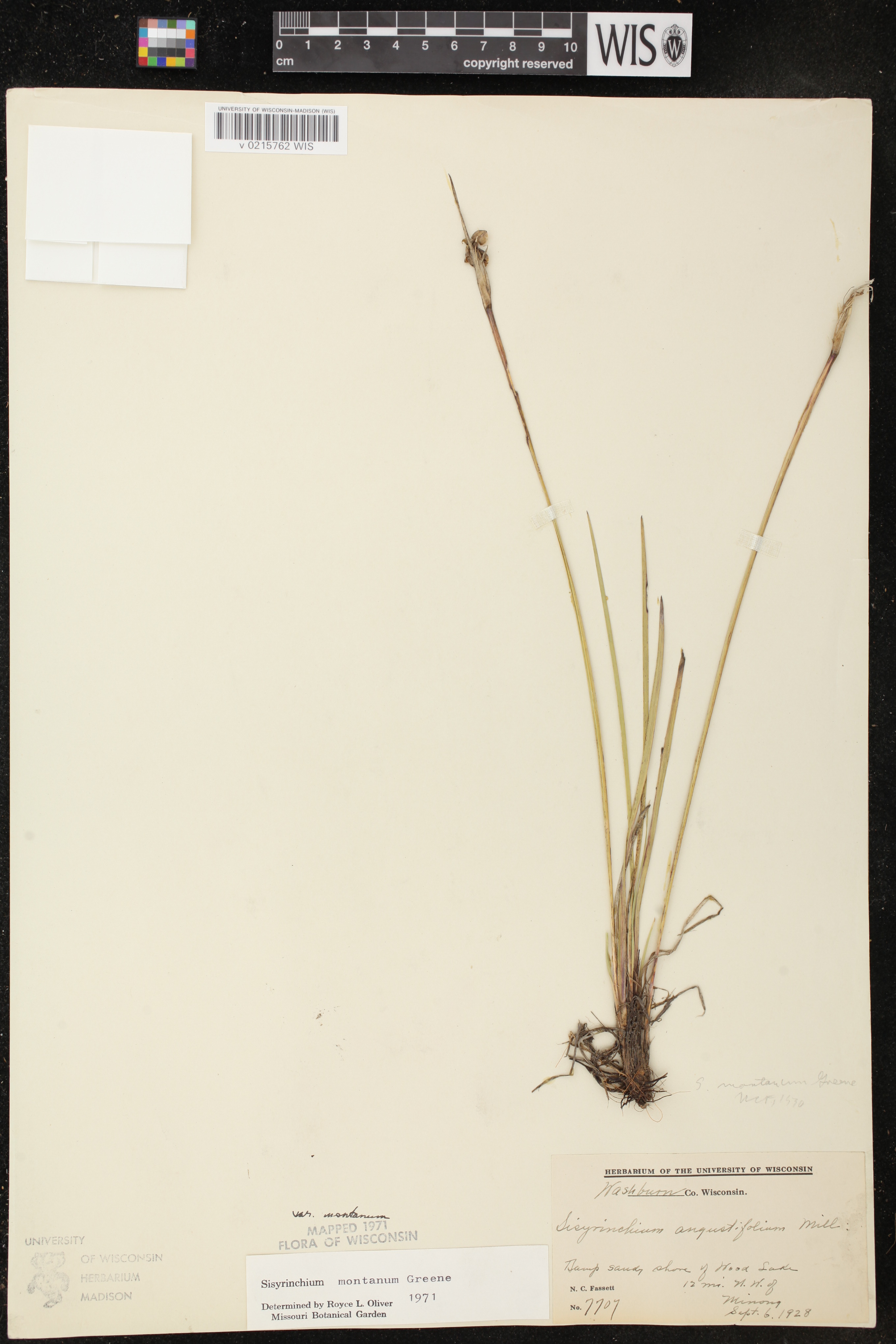 Sisyrinchium montanum image