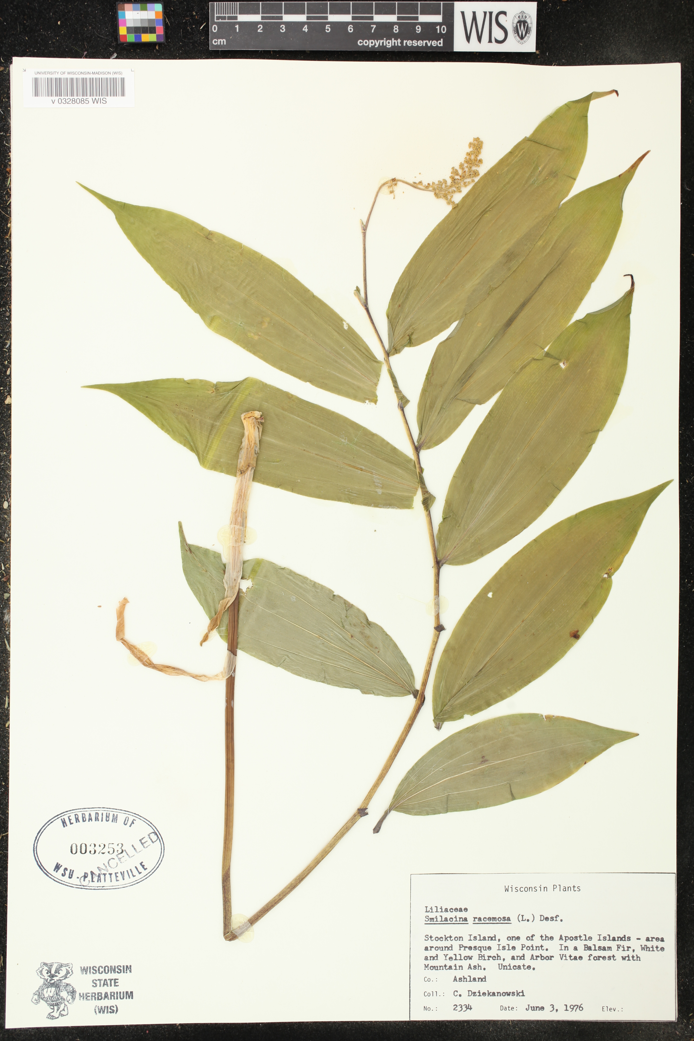 Maianthemum racemosum image