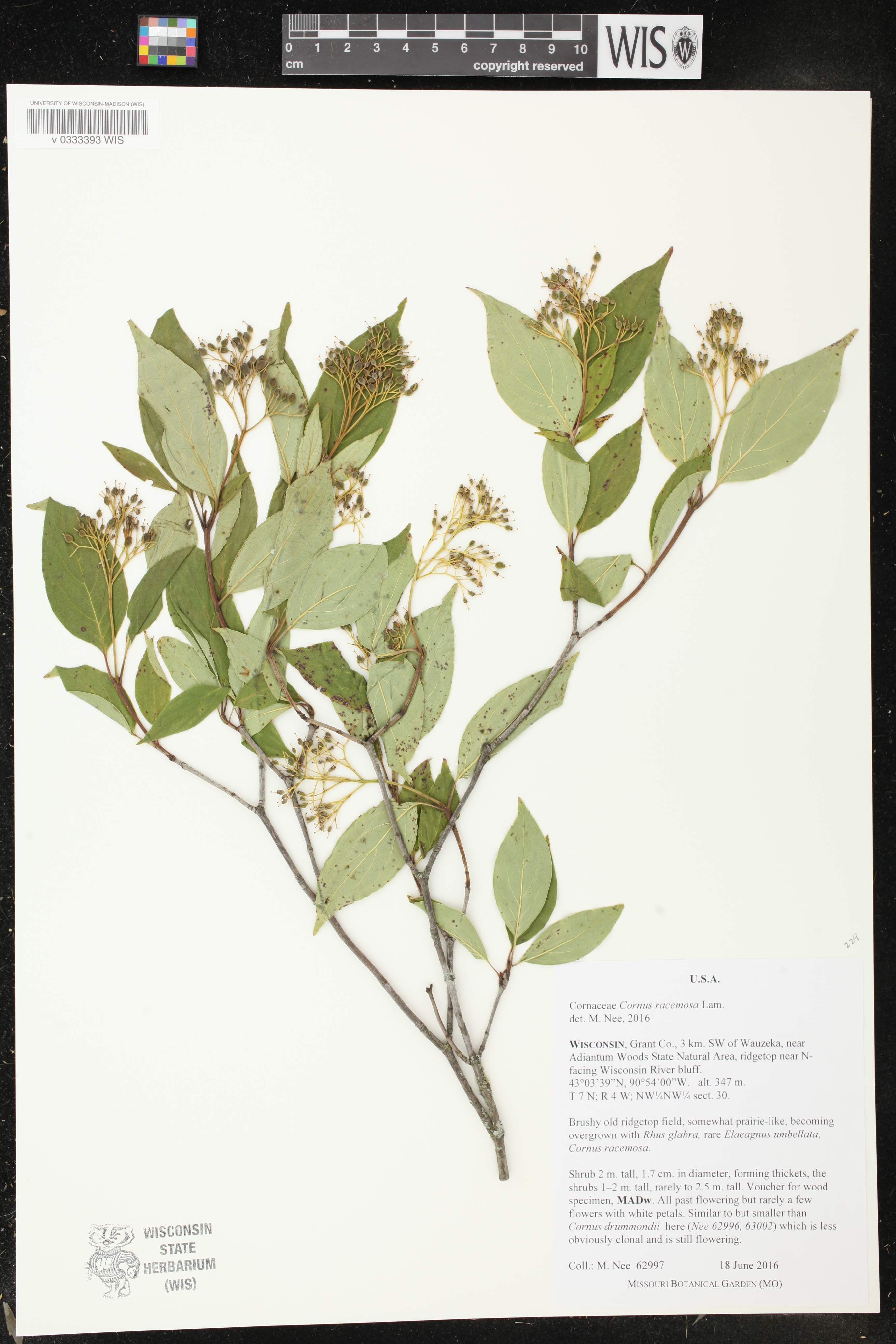 Cornus foemina subsp. racemosa image