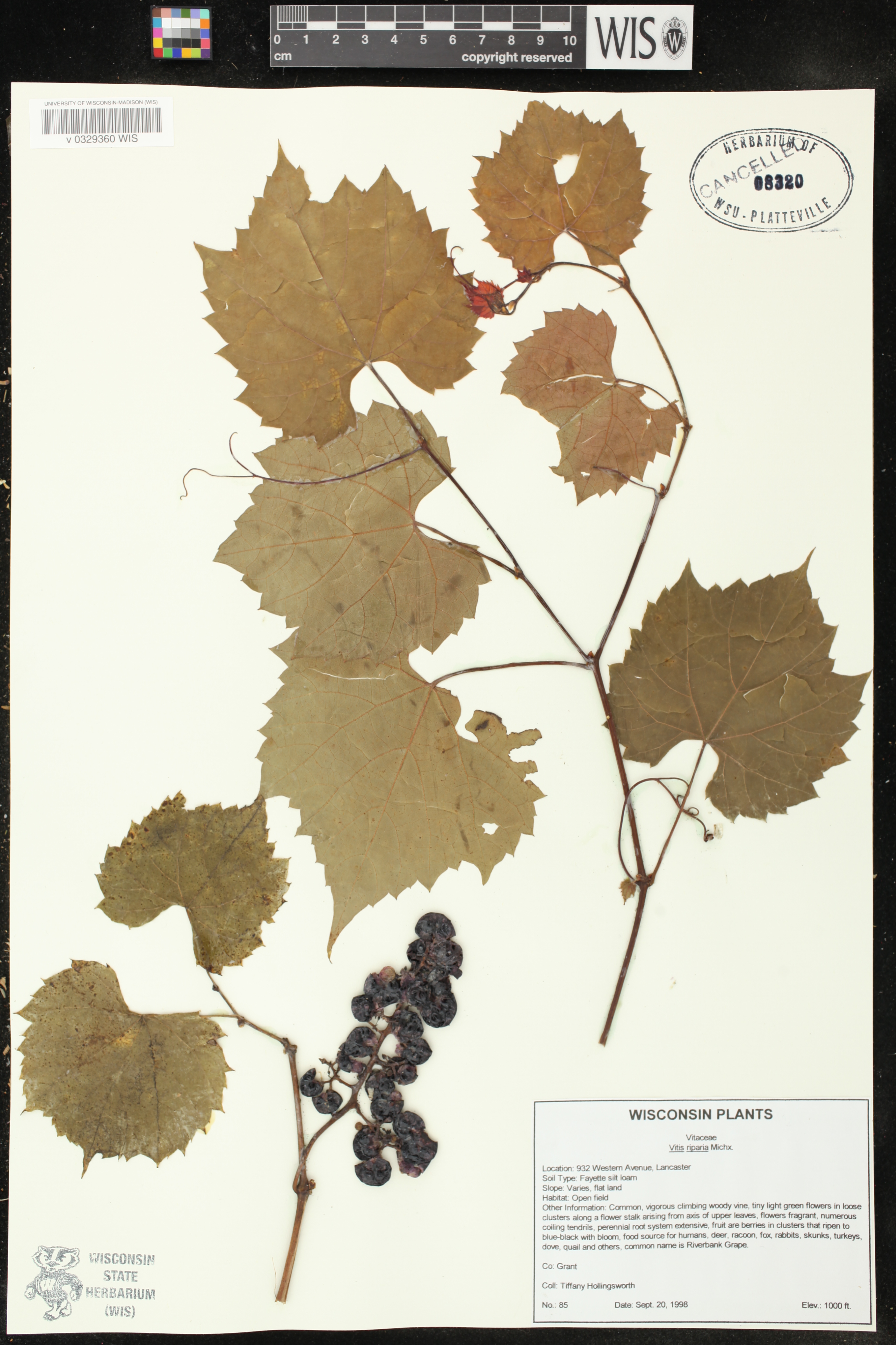 Vitis riparia image
