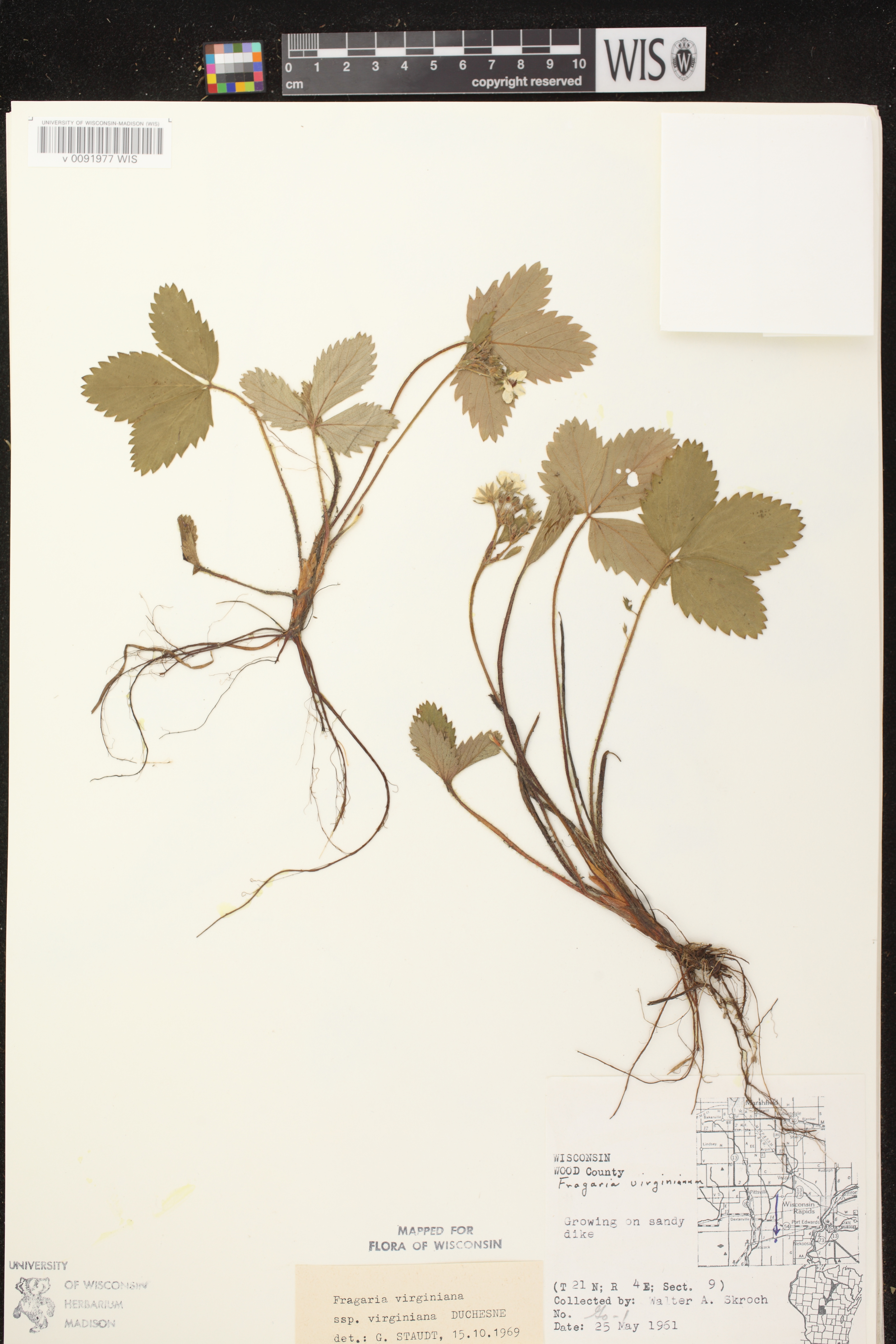 Fragaria virginiana image