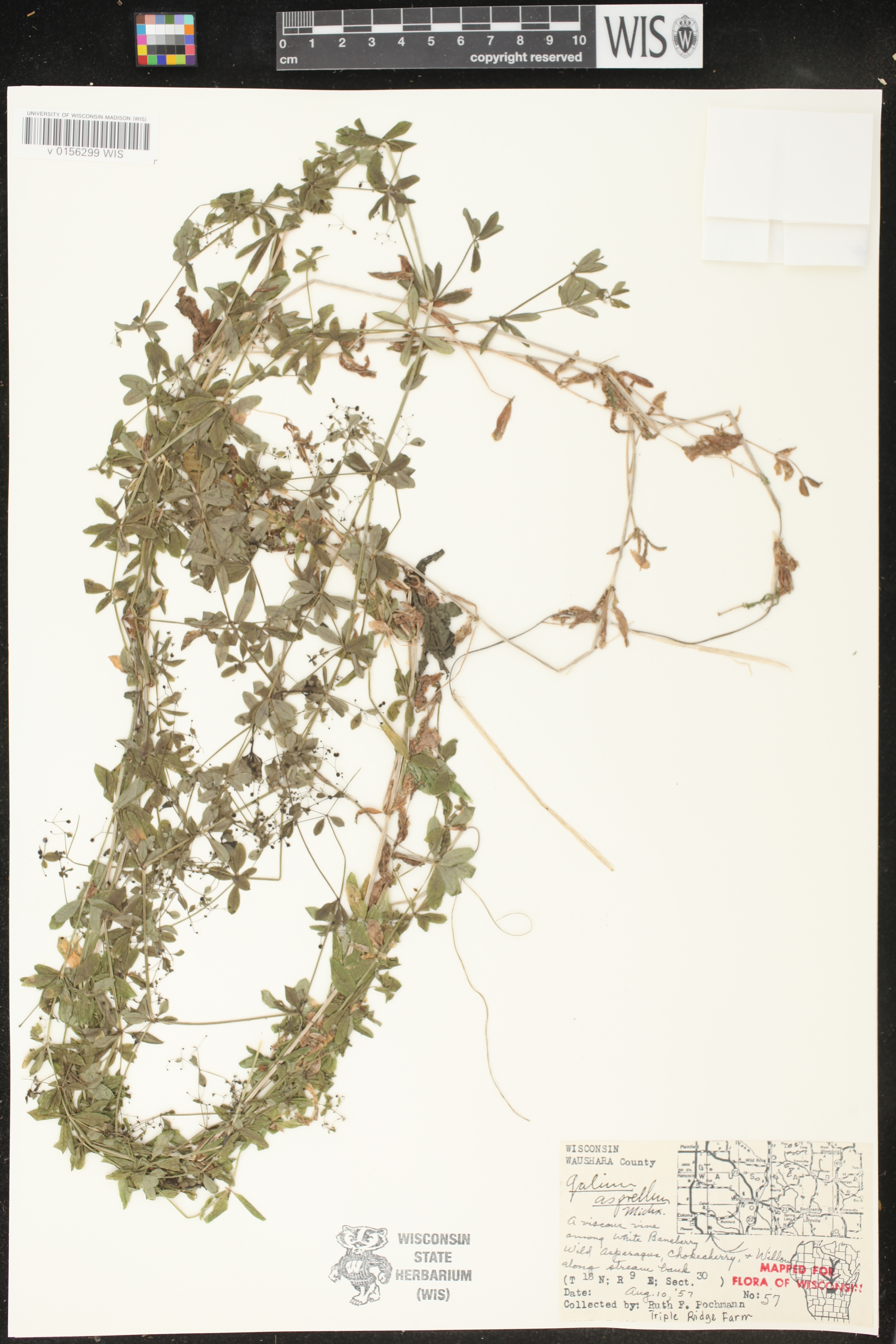 Galium asprellum image