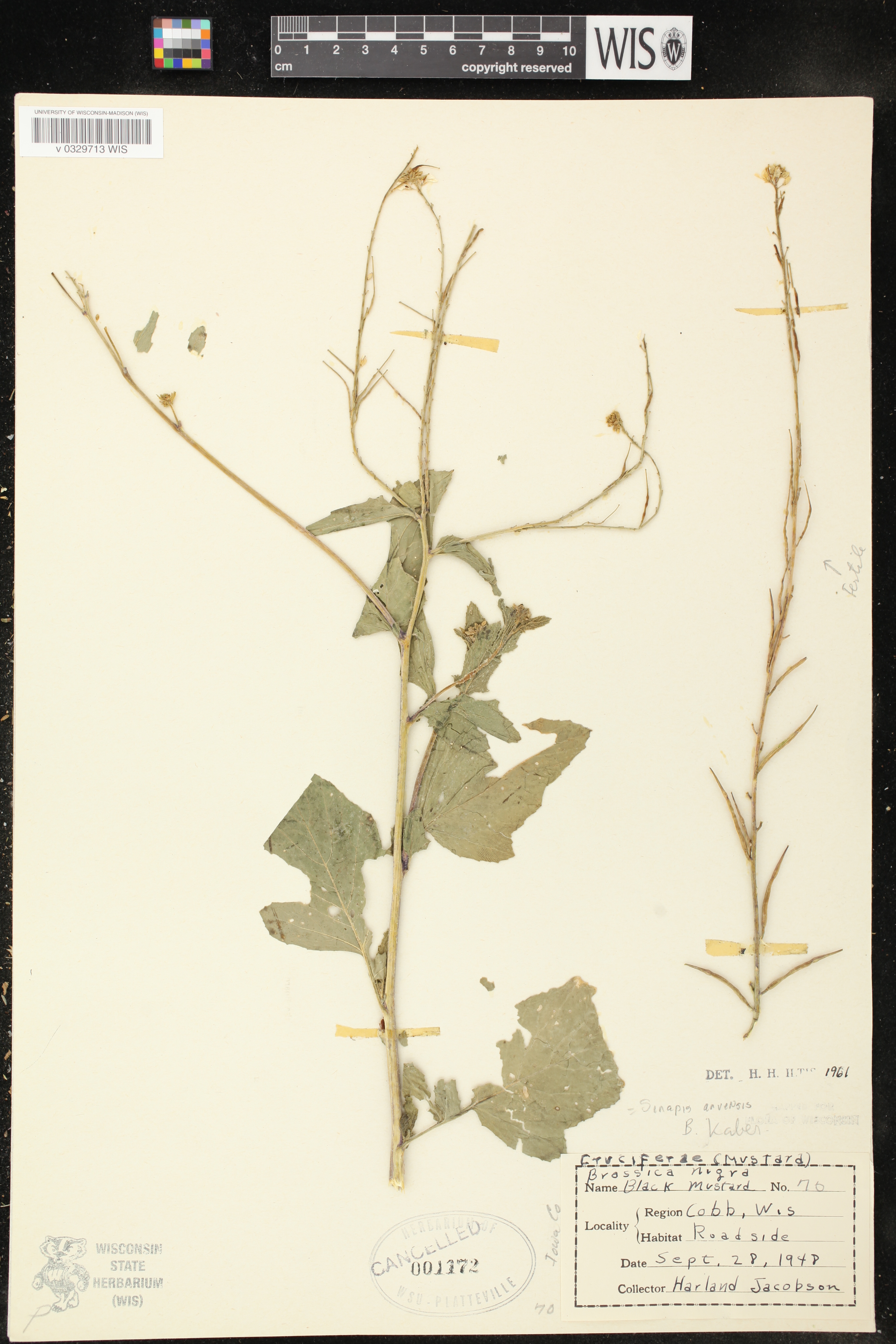 Sinapis arvensis image