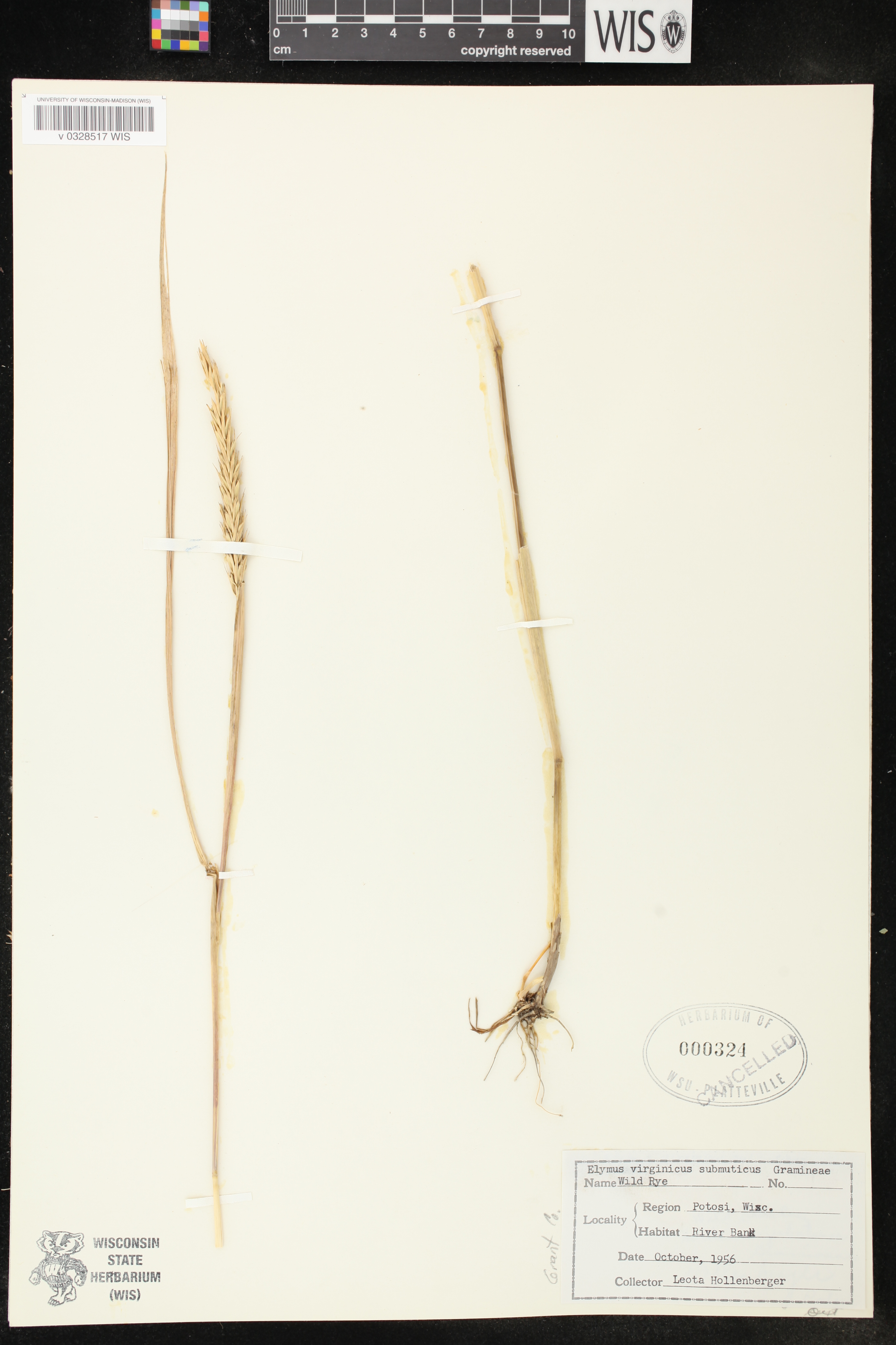 Elymus virginicus var. virginicus image