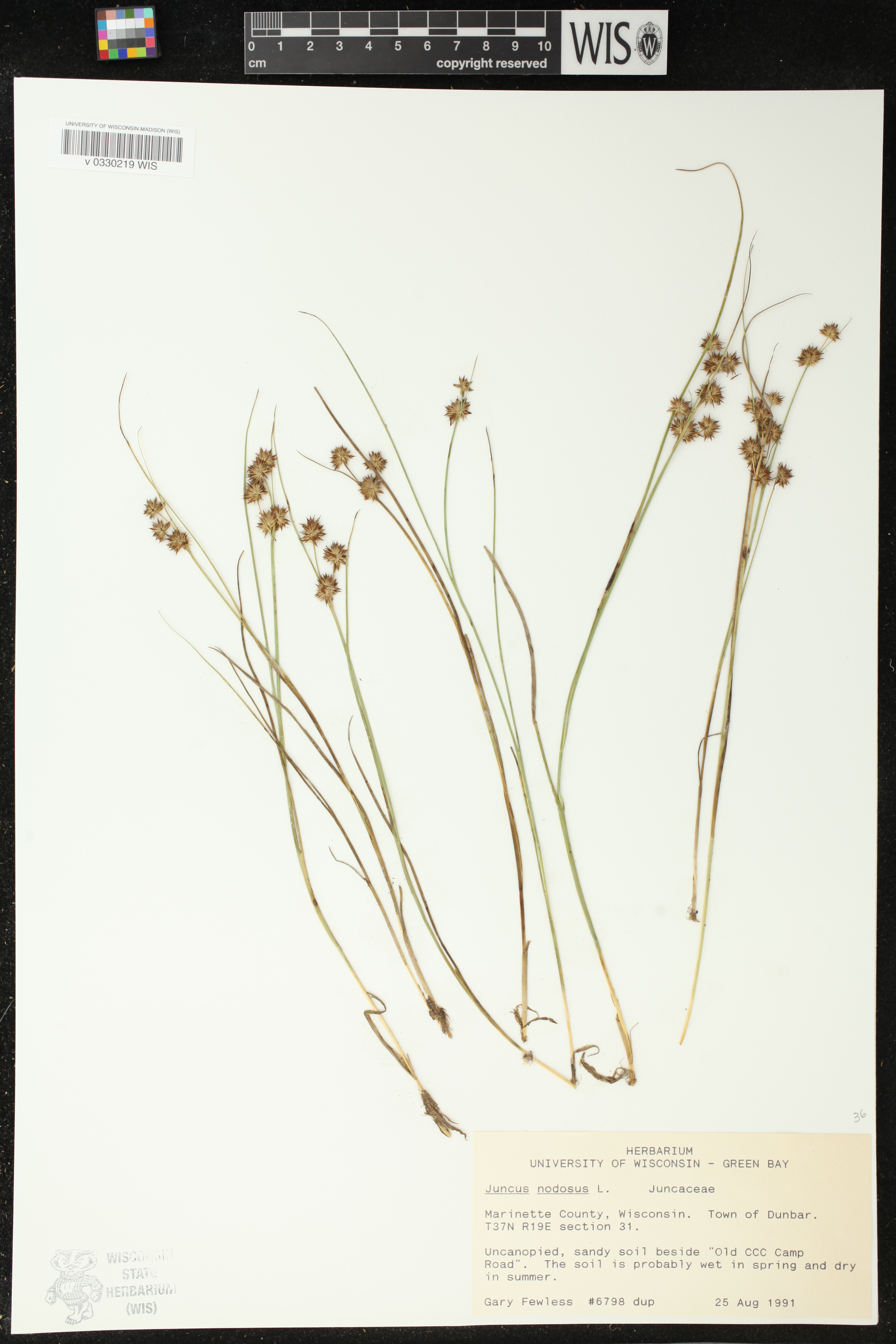 Juncus nodosus image