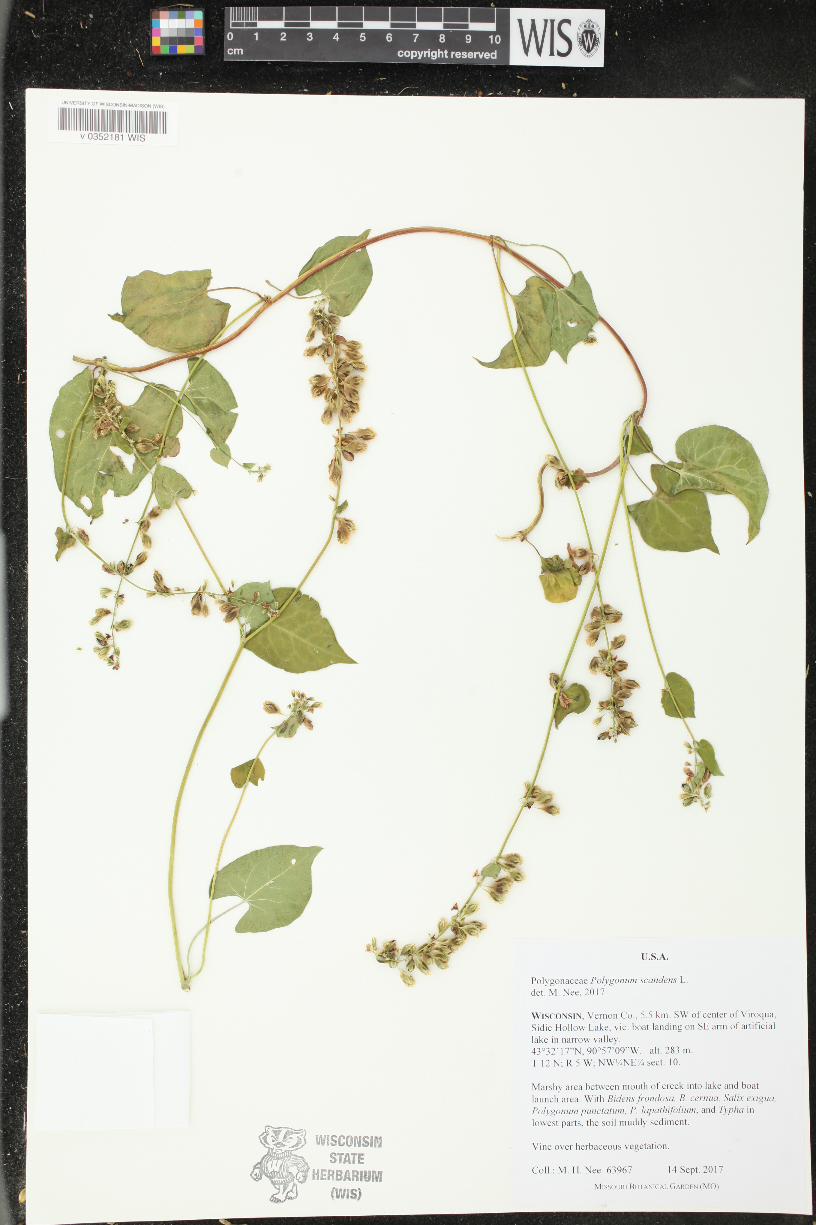 Fallopia scandens image