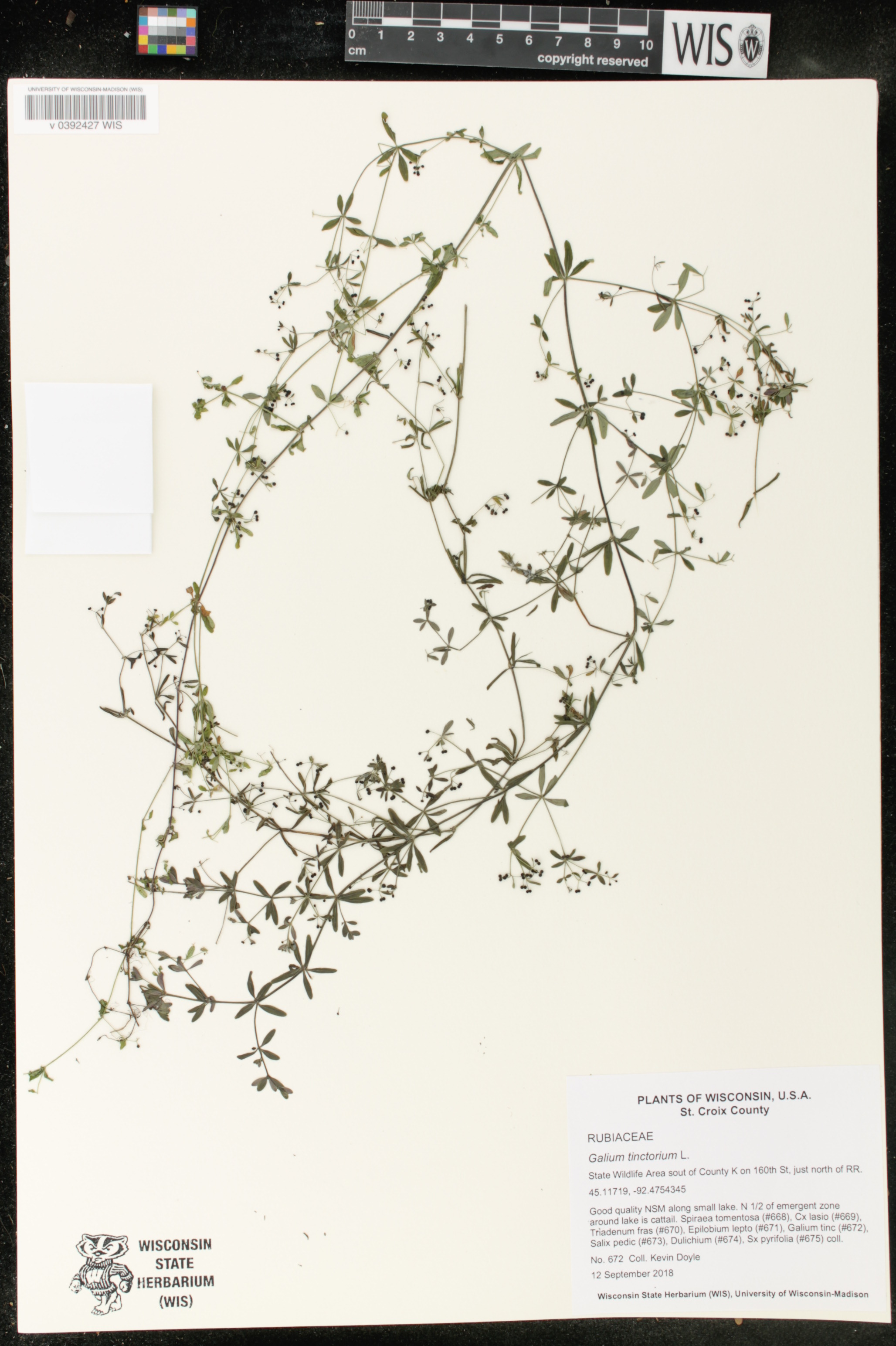 Galium tinctorium image