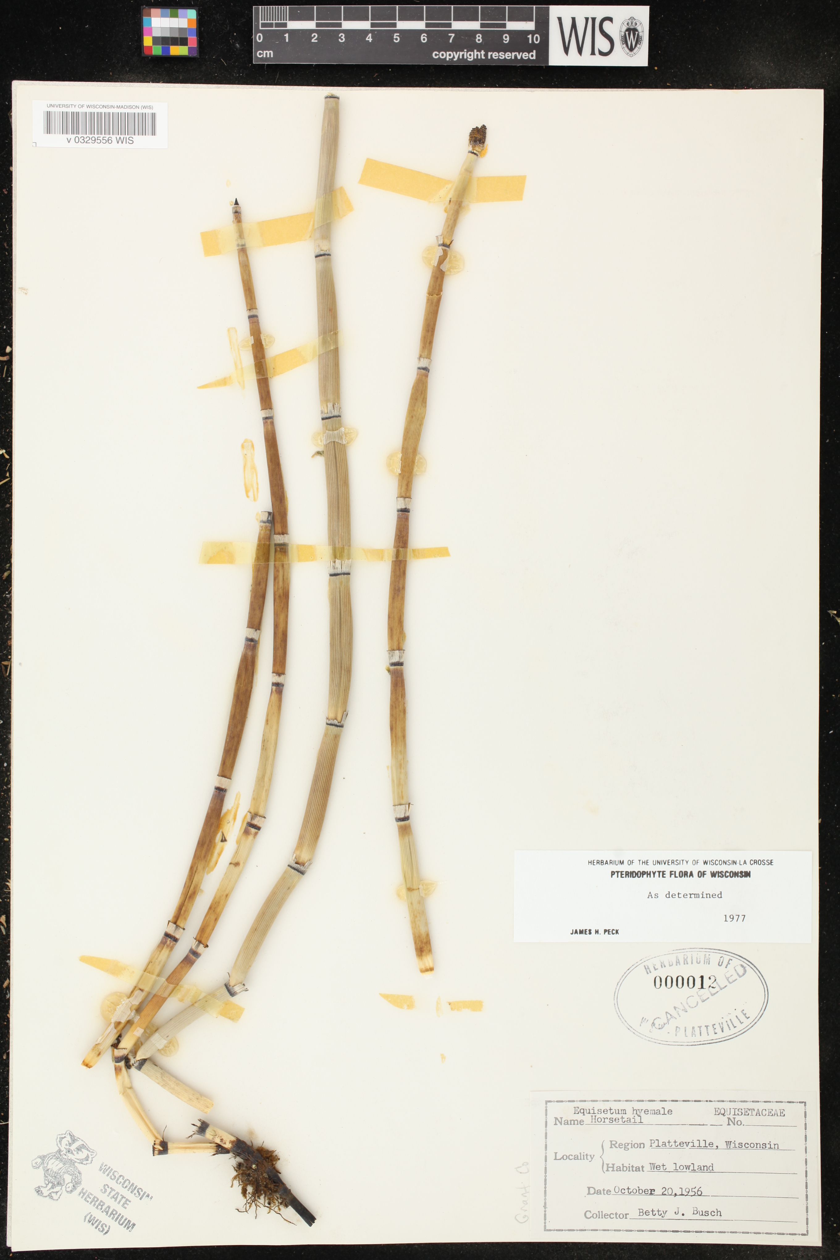 Equisetum hyemale image