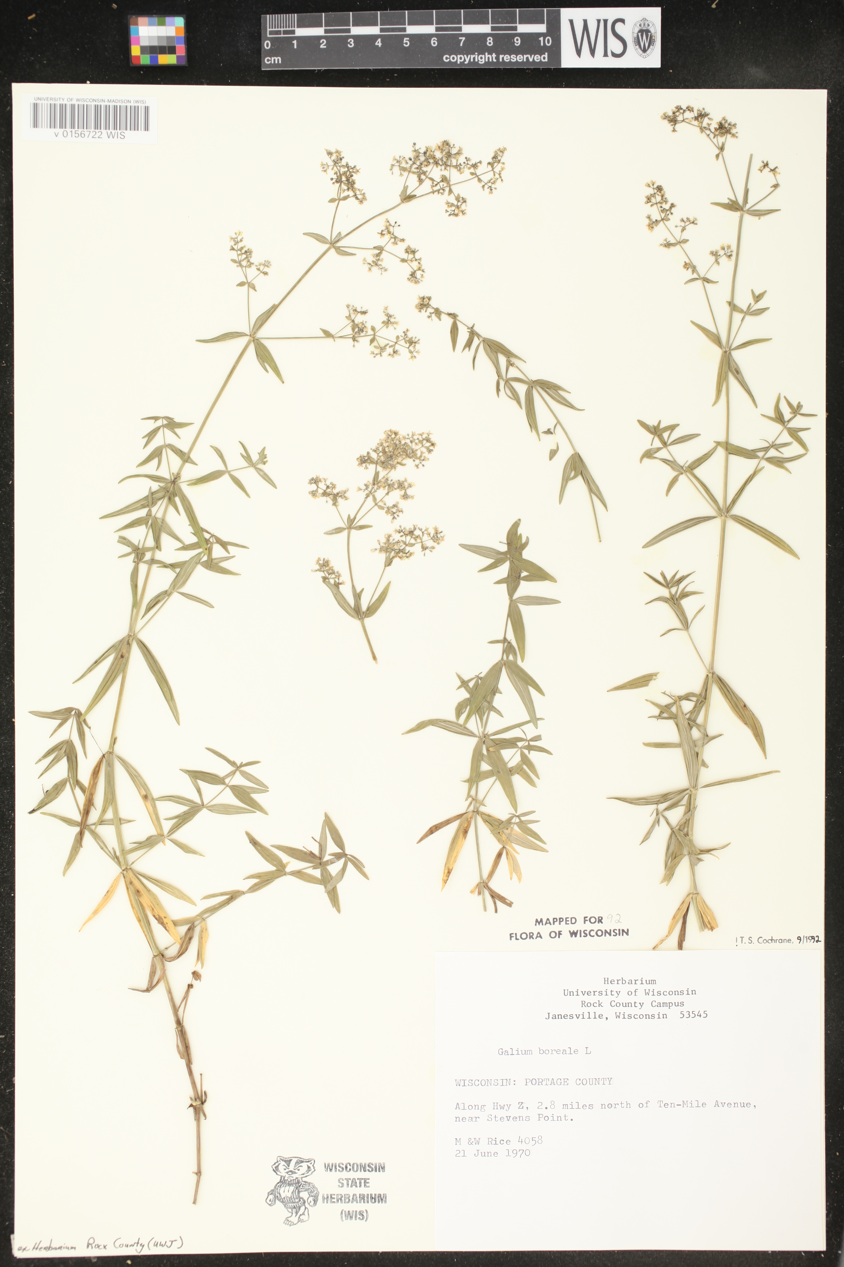 Galium boreale image