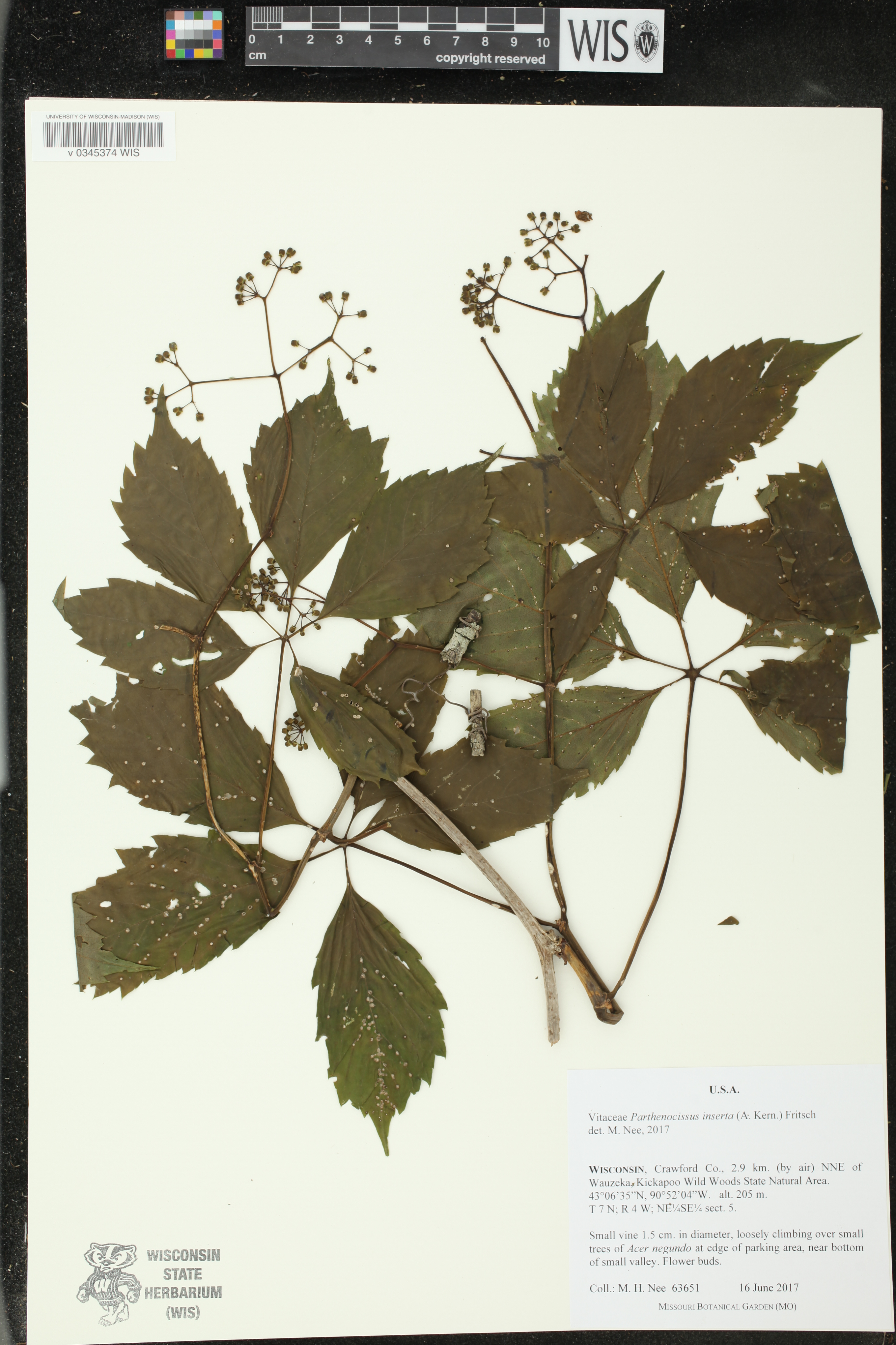 Parthenocissus inserta image