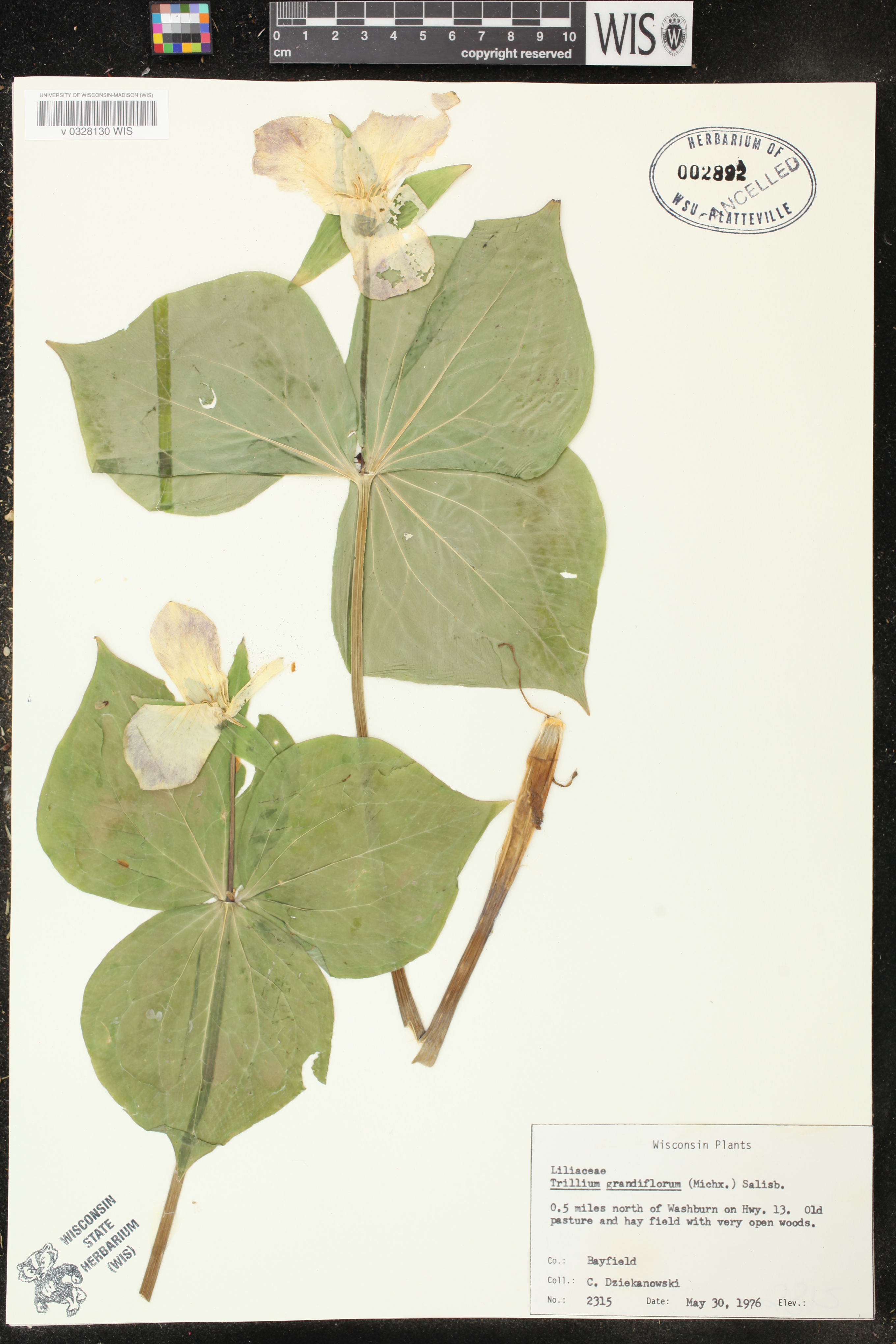 Trillium grandiflorum image