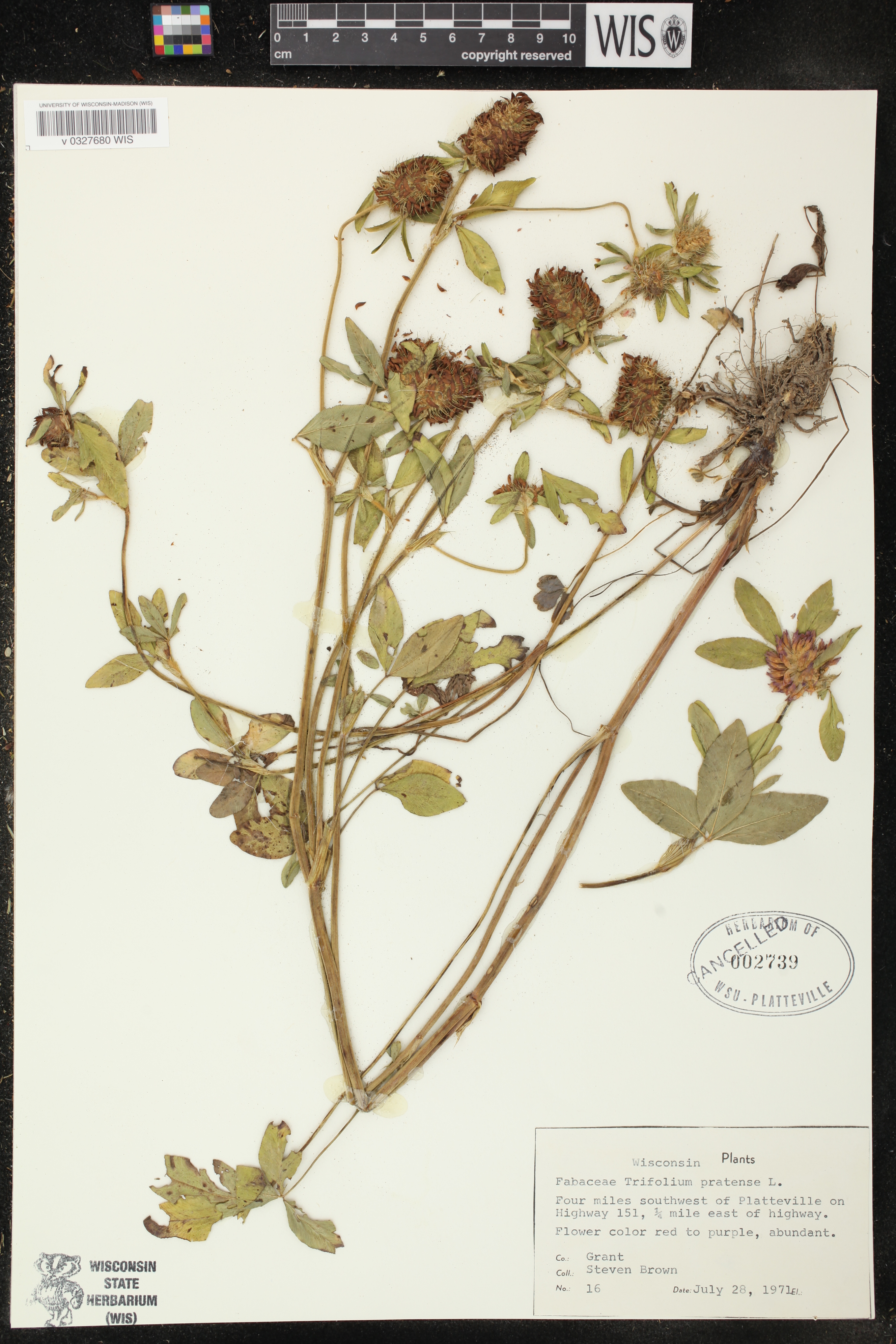 Trifolium pratense image