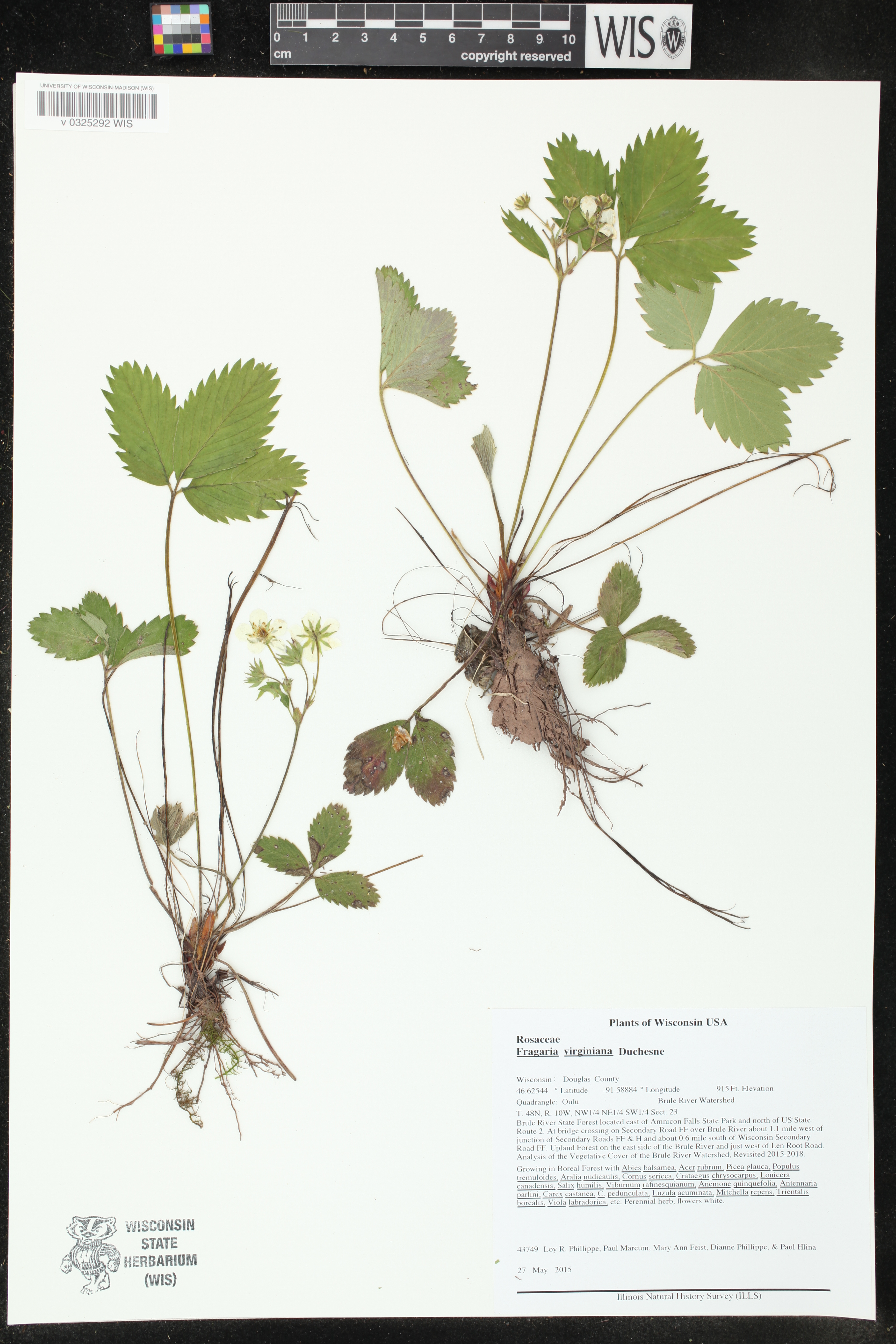 Fragaria virginiana image