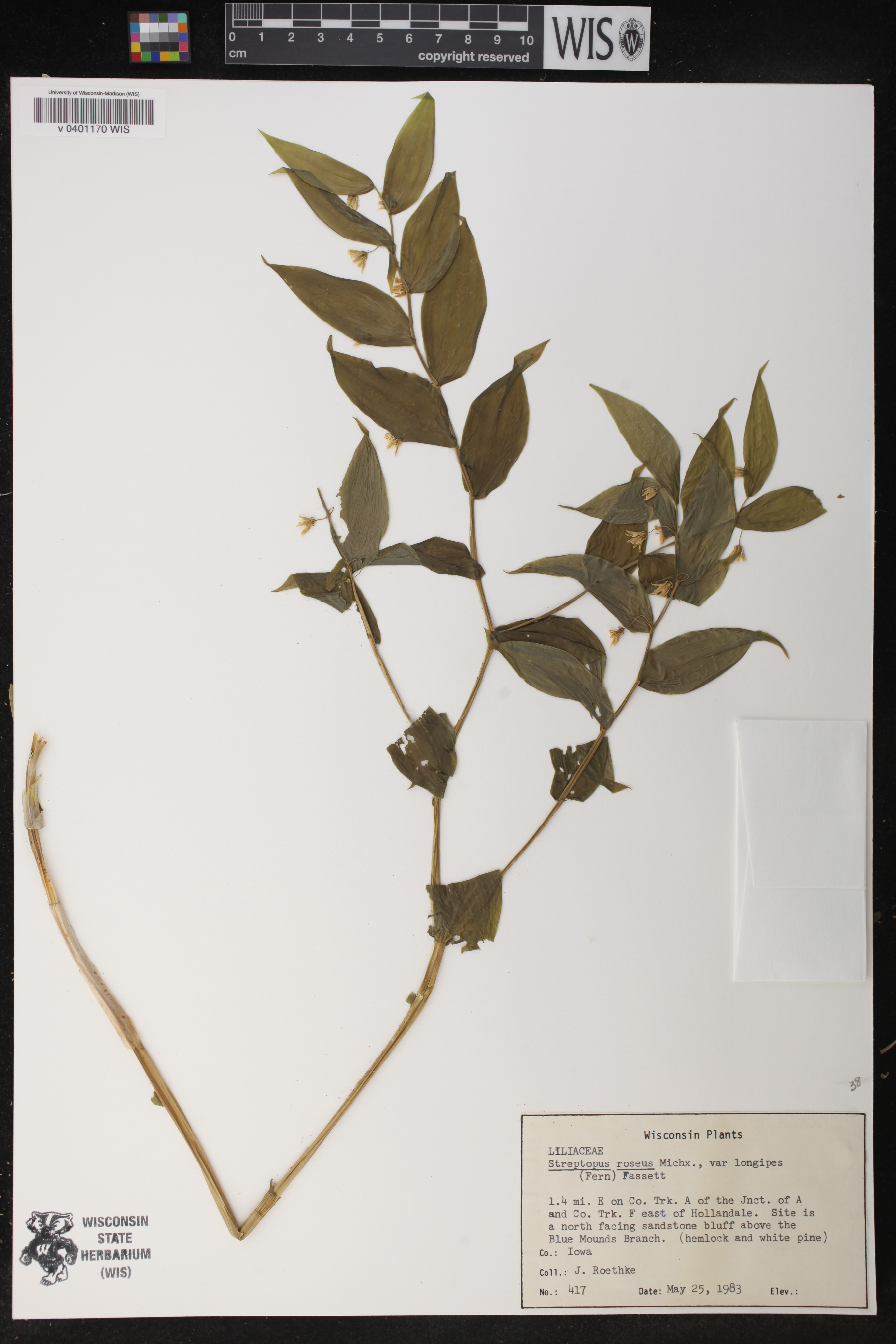 Streptopus lanceolatus image