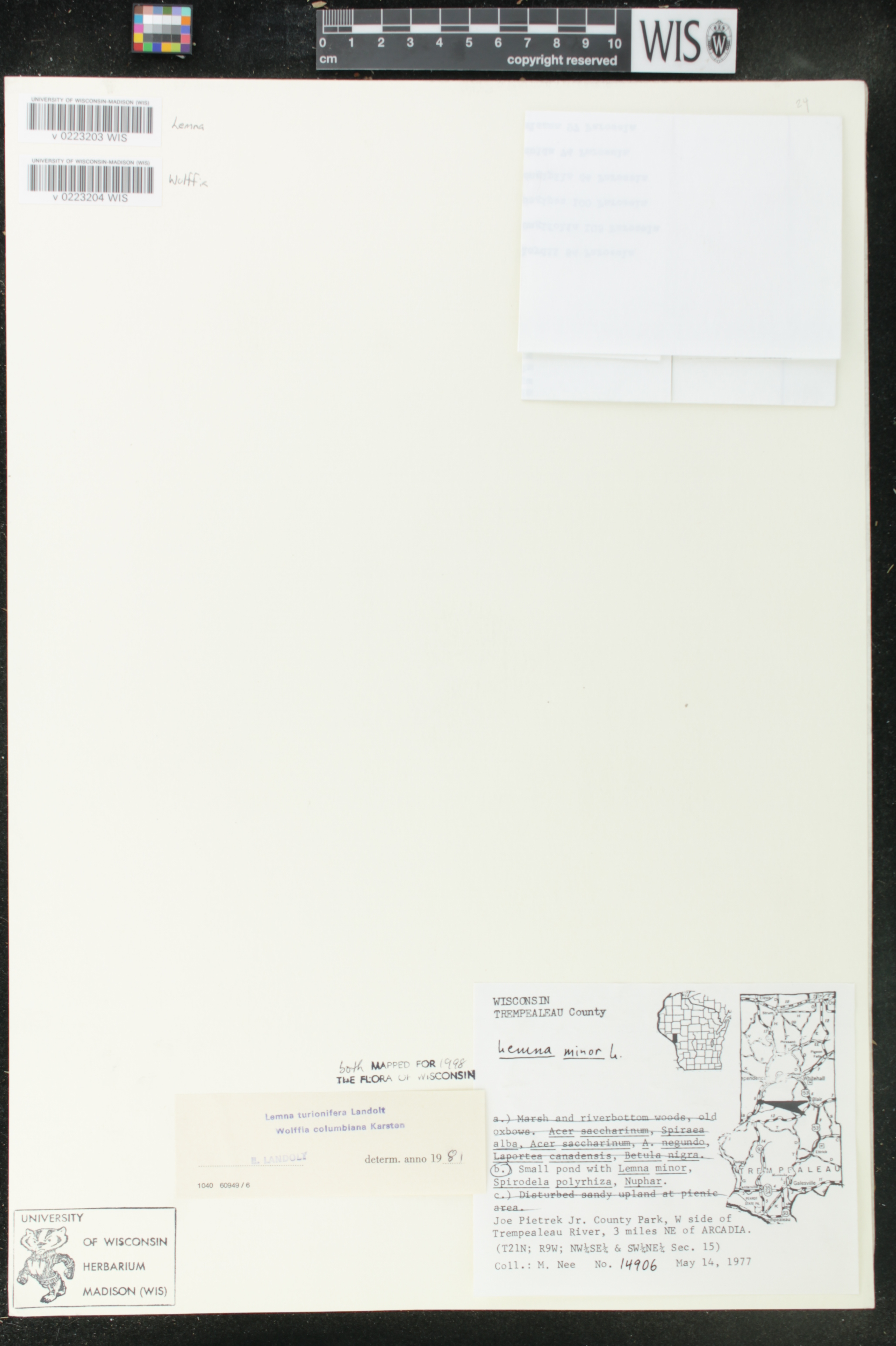 Wolffia columbiana image