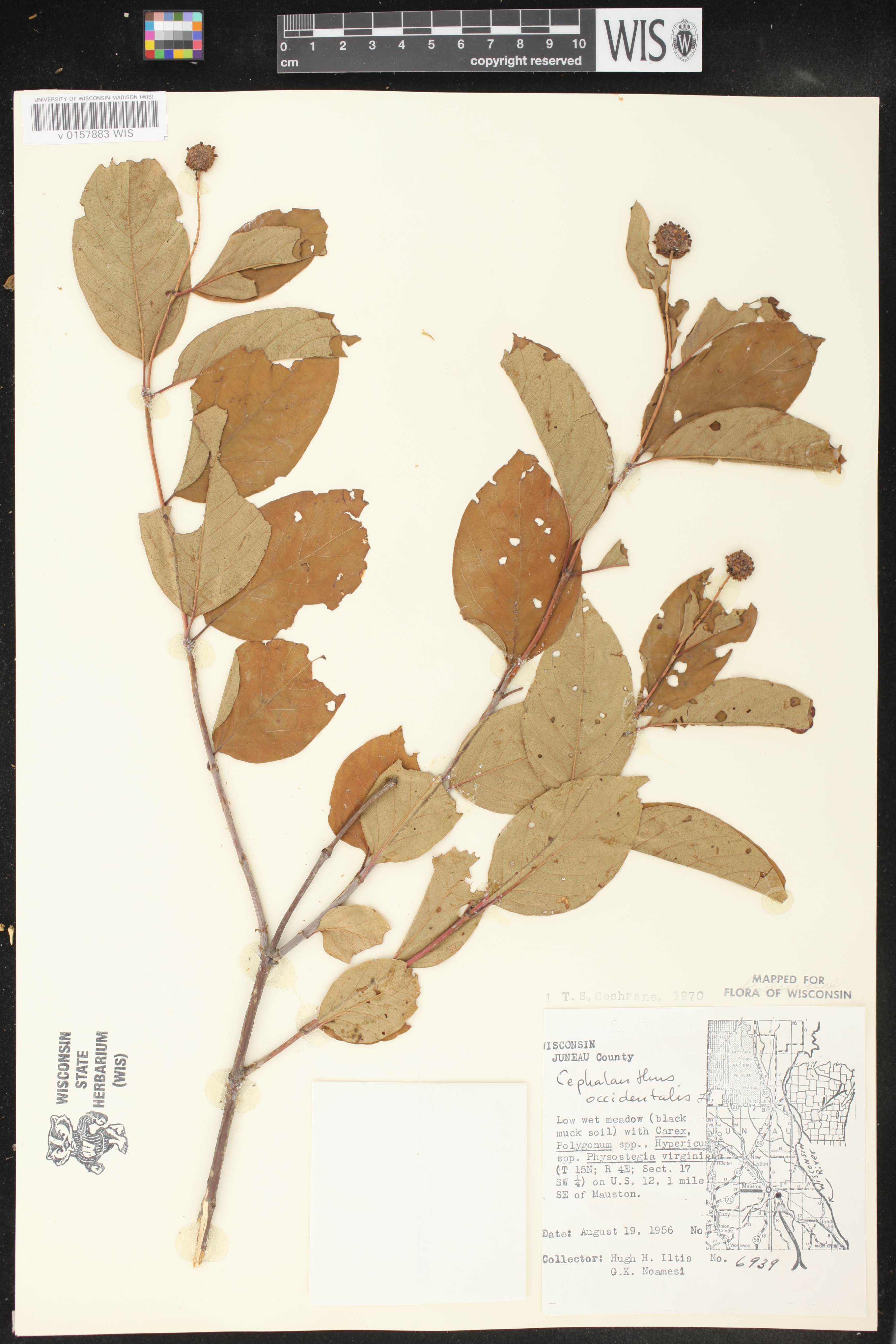 Cephalanthus occidentalis image