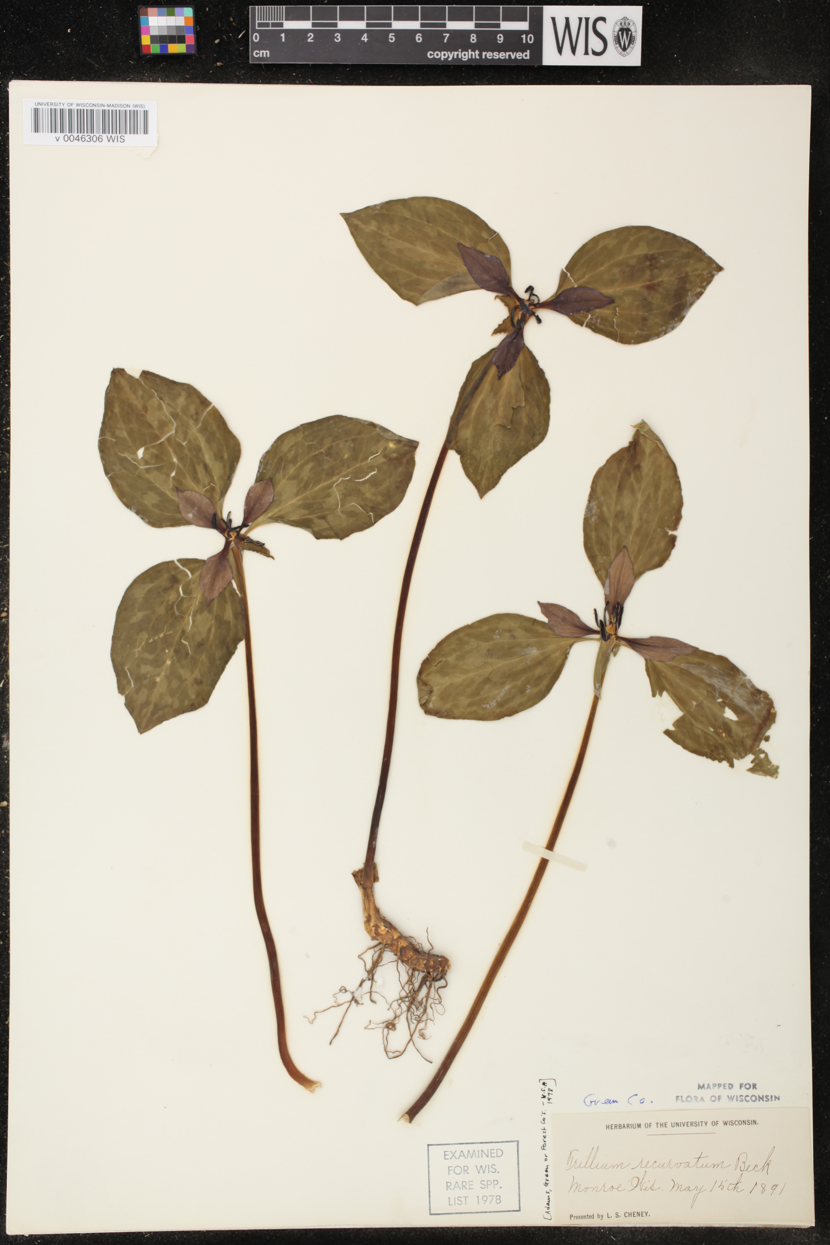 Trillium recurvatum image