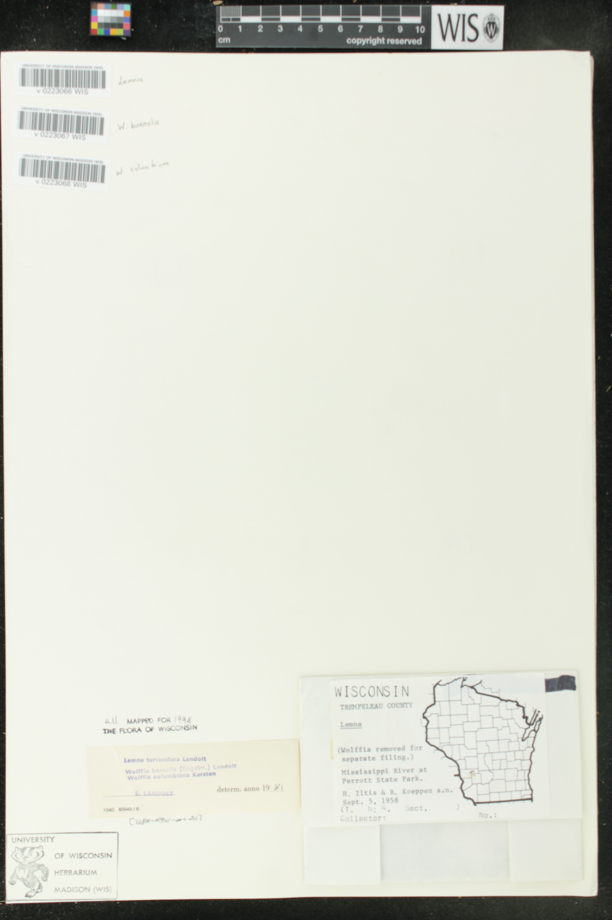 Wolffia columbiana image