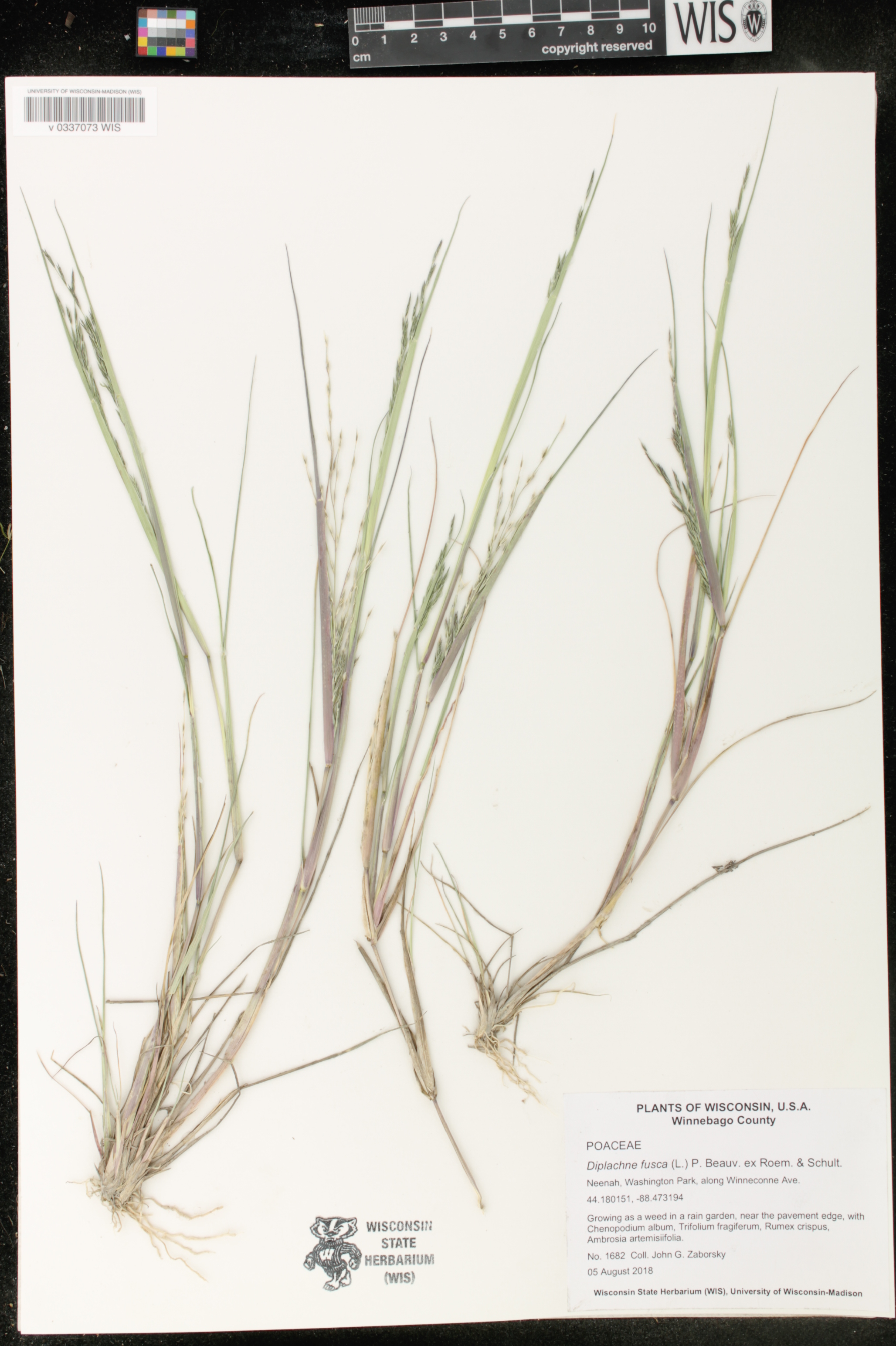 Diplachne fusca image