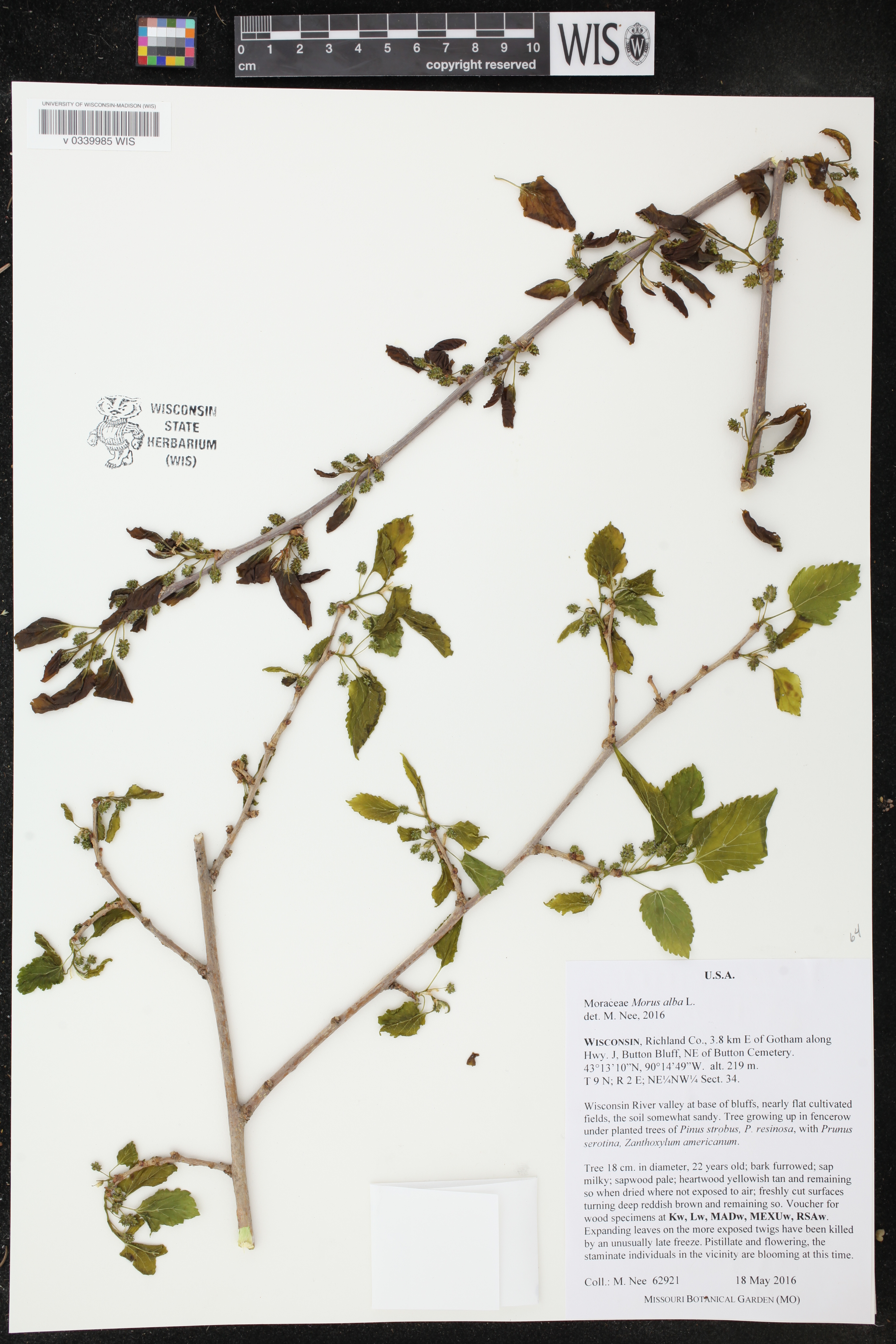 Morus alba image
